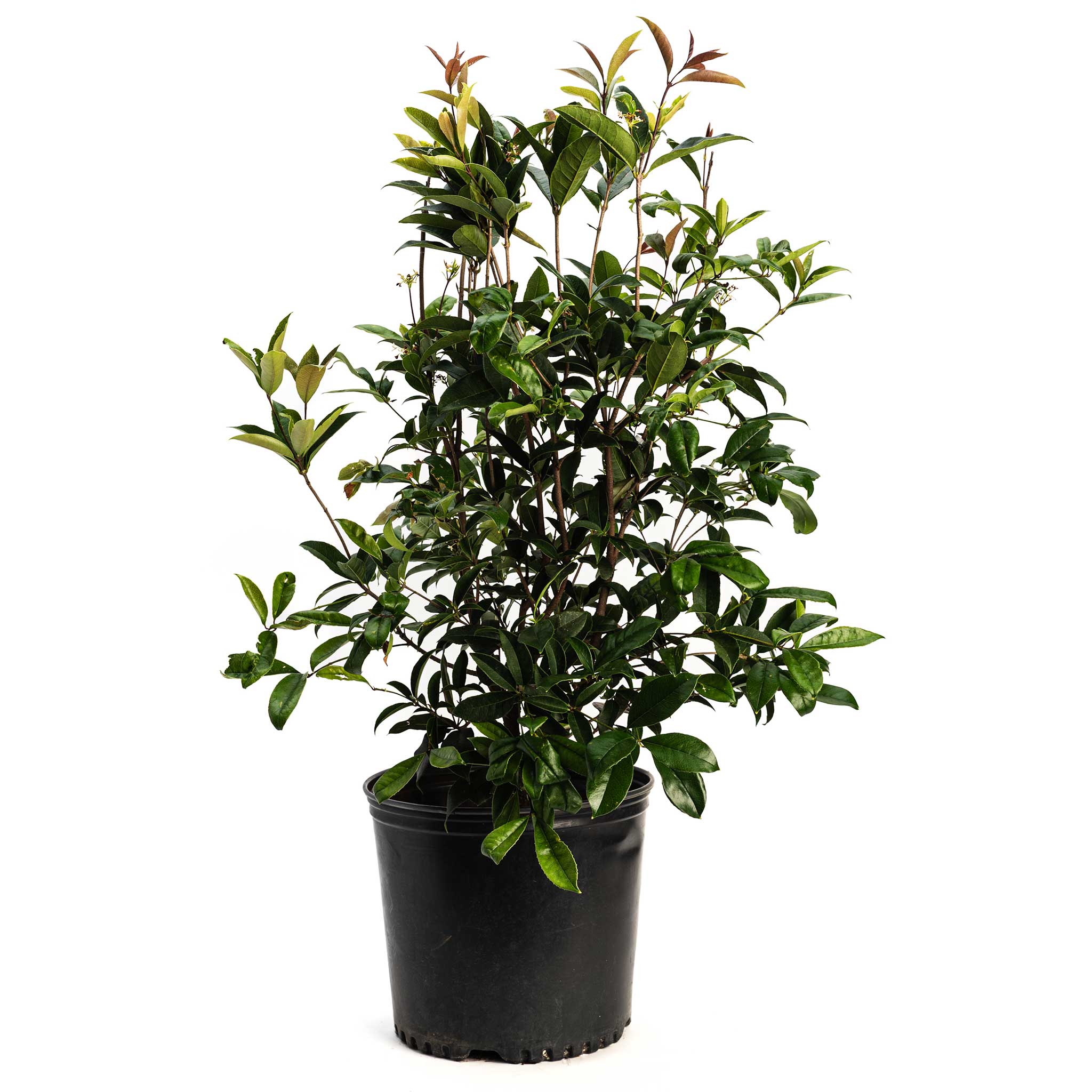 Potted plant with green leaves on a white background - Henderson Garden Supply