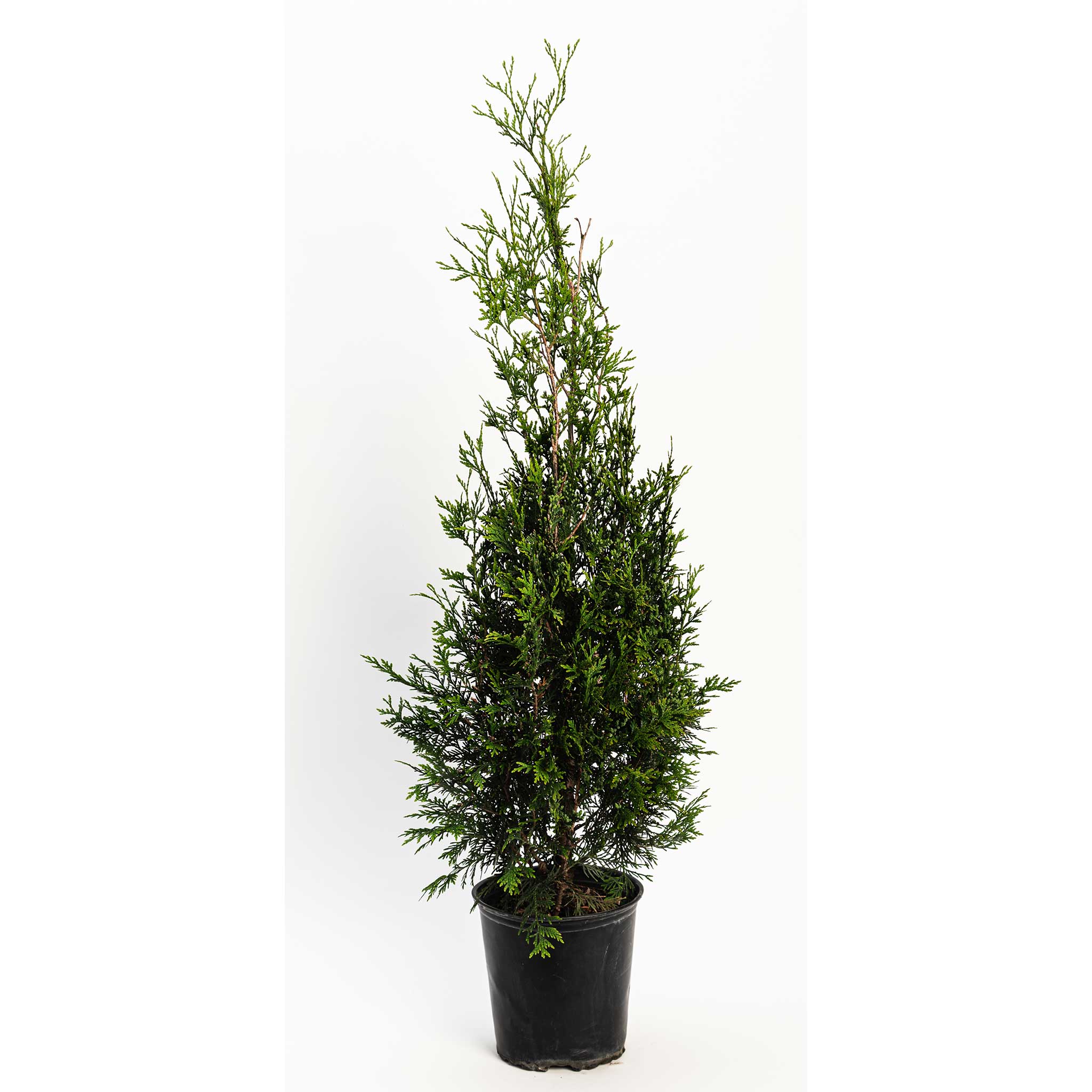 Privacy Evergreen - Henderson Garden Supply