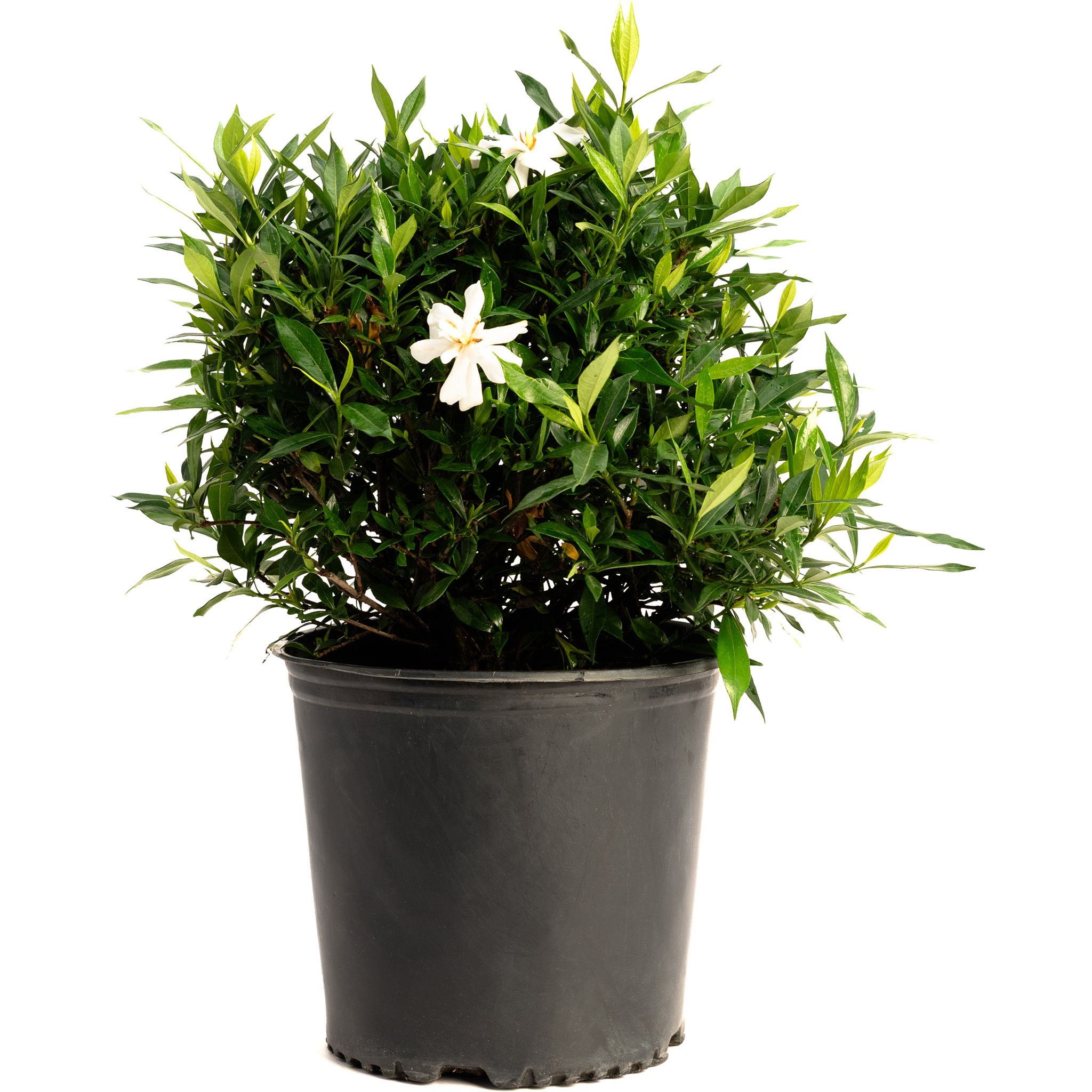 Potted plant with white flowers on a white background - Henderson Garden Supply