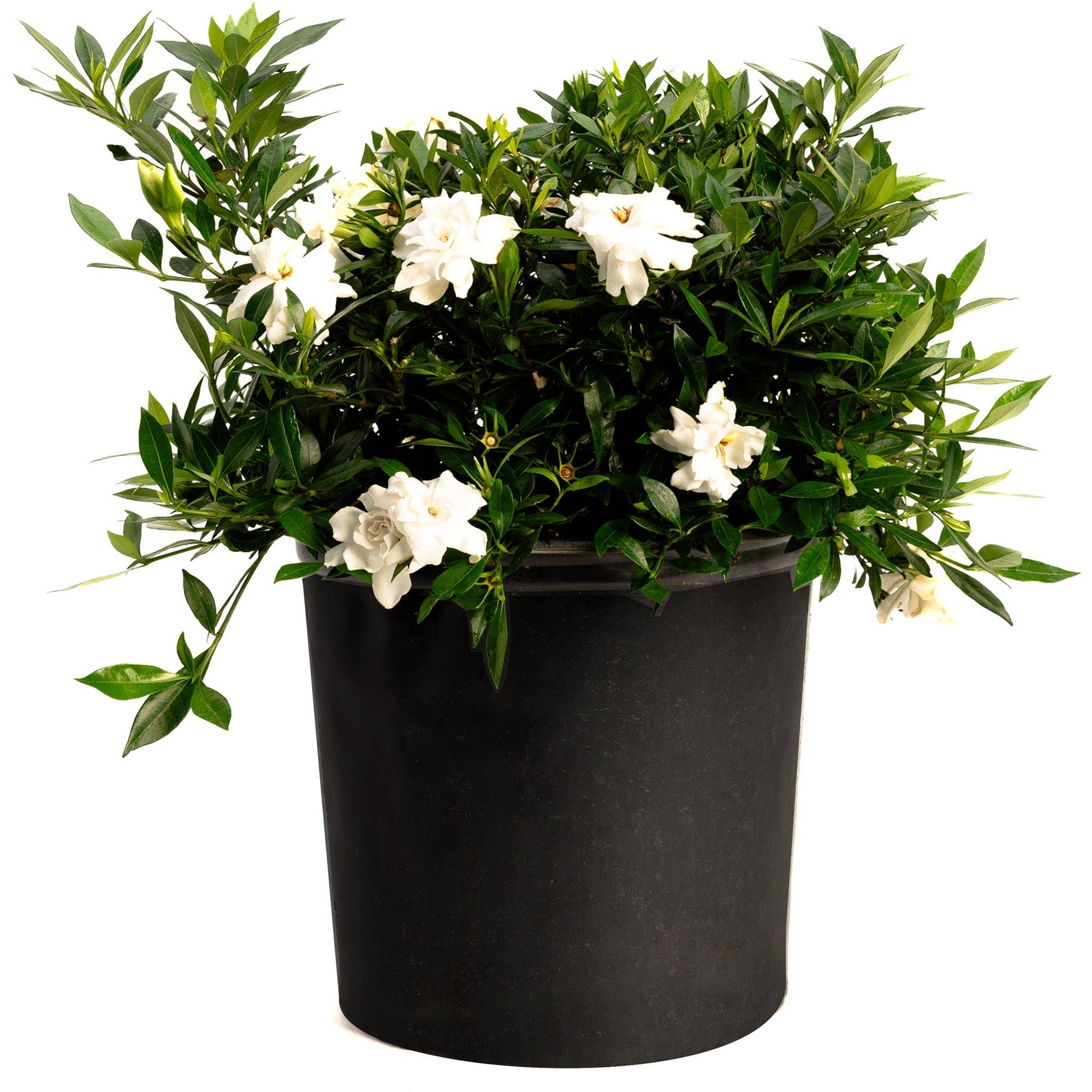 Potted plant with white flowers and green leaves on a white background - Henderson Garden Supply