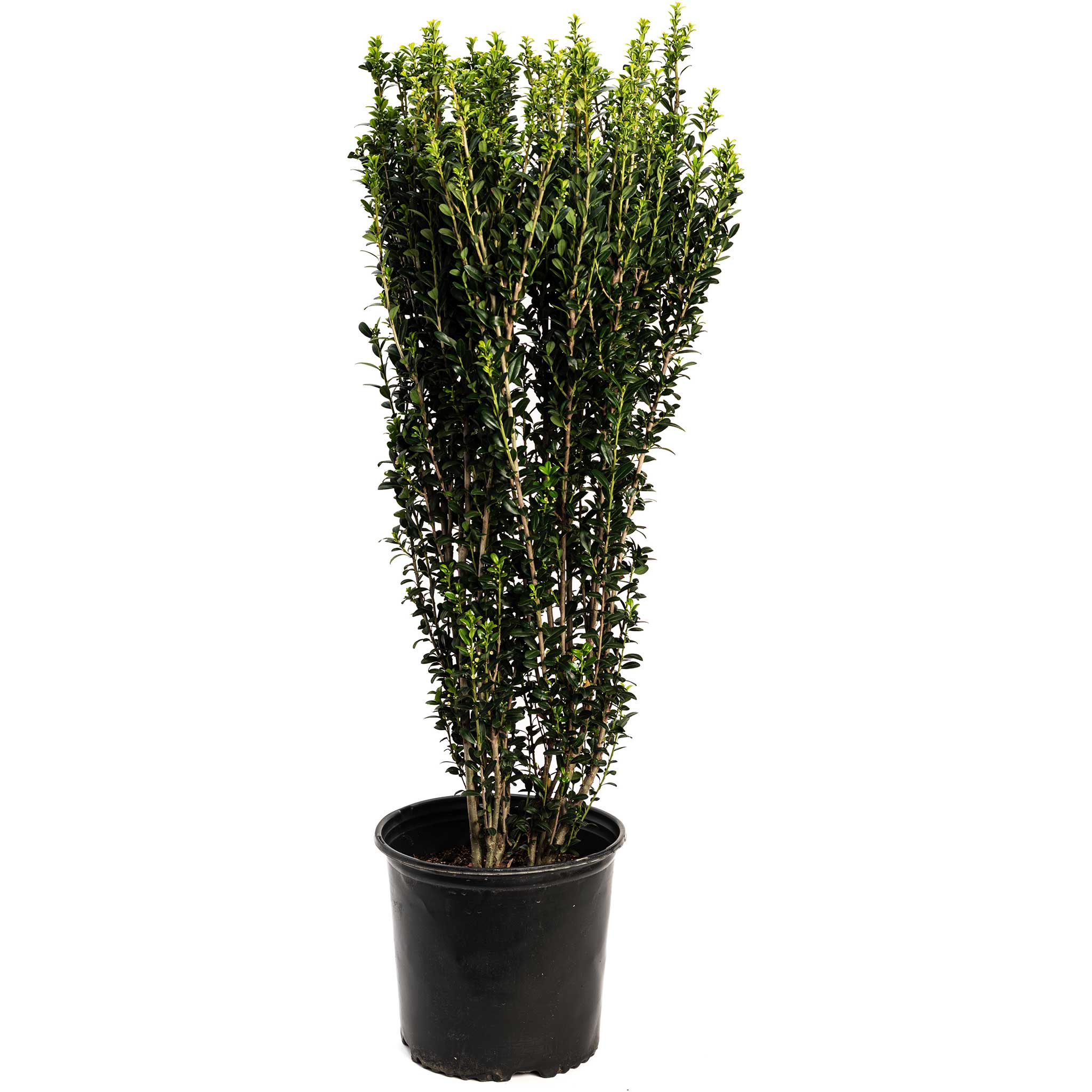 sky pencil holly - Henderson Garden Supply