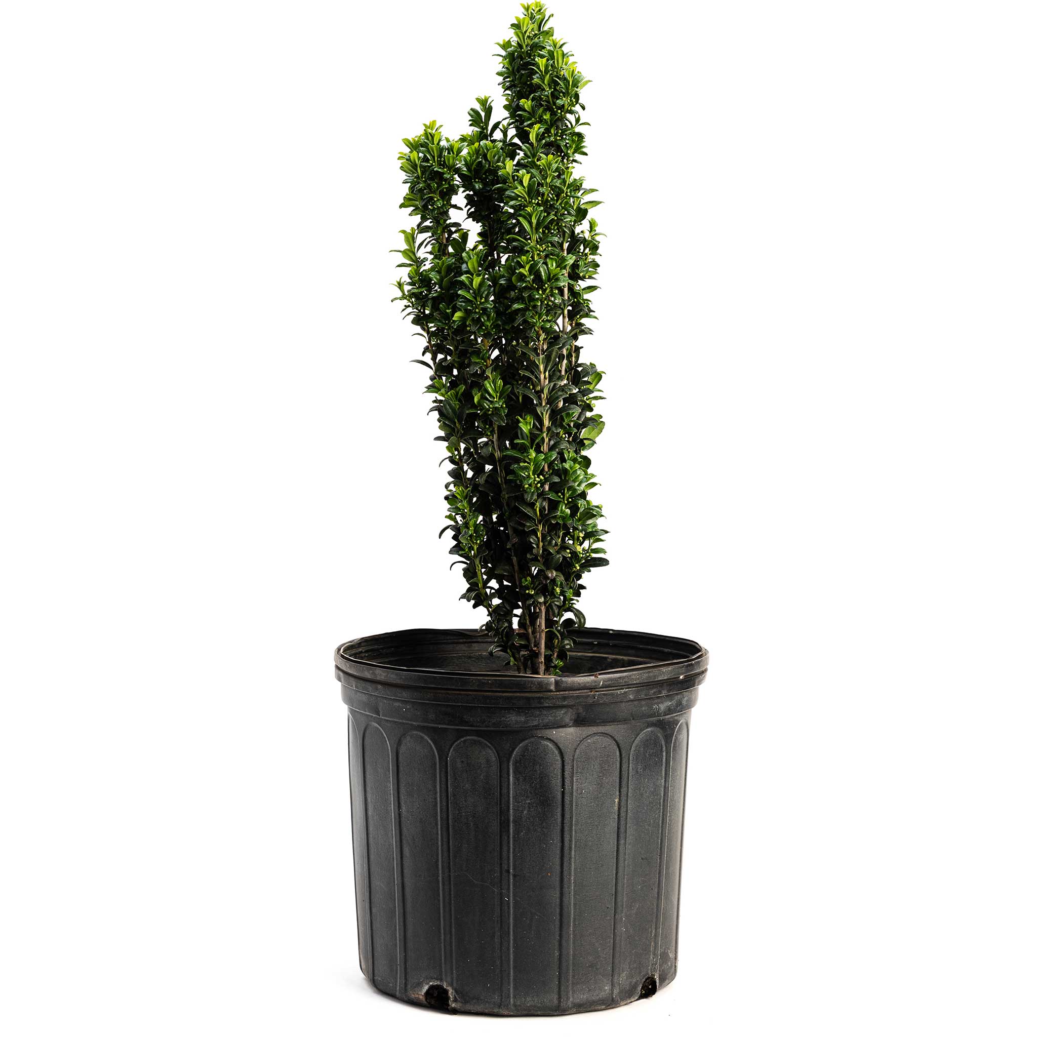 Sky pencil holly - Henderson Garden Supply