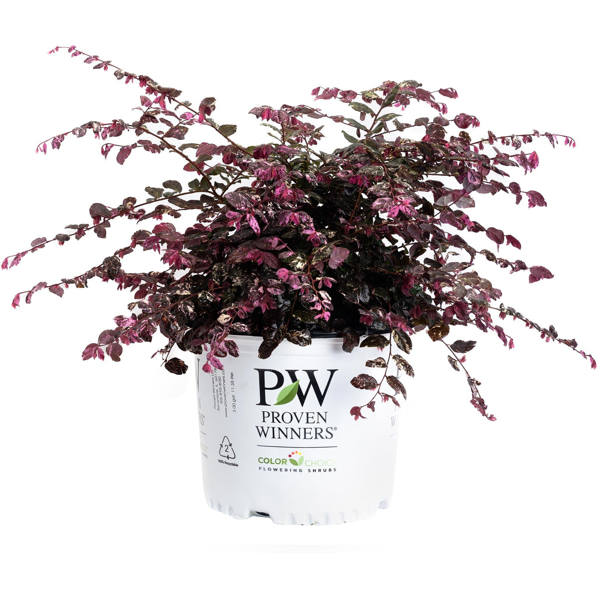 Jazz Hands Variegated® Loropetalum – Evergreen Shrub