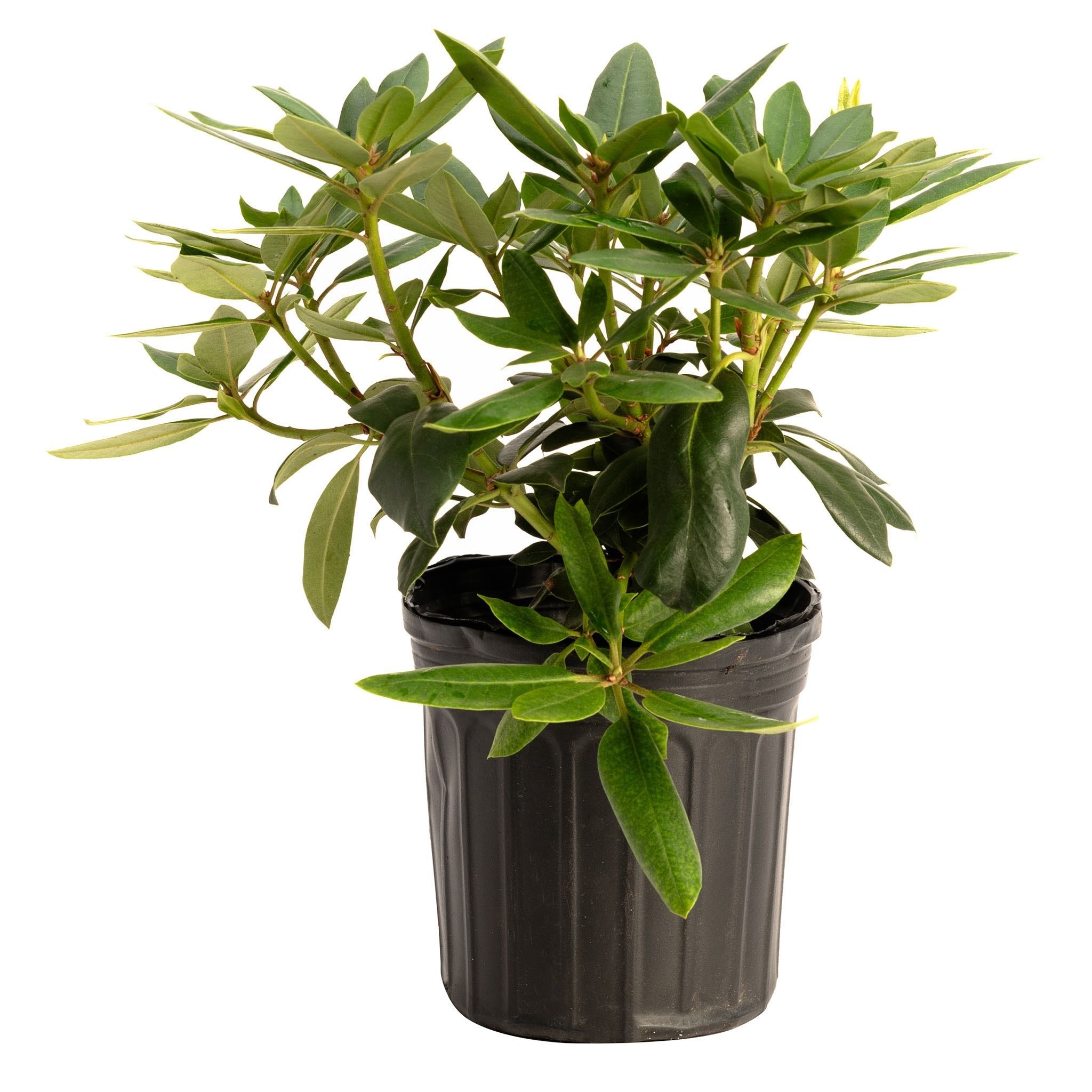 Potted plant with green leaves on a white background.  Henderson Garden Supply