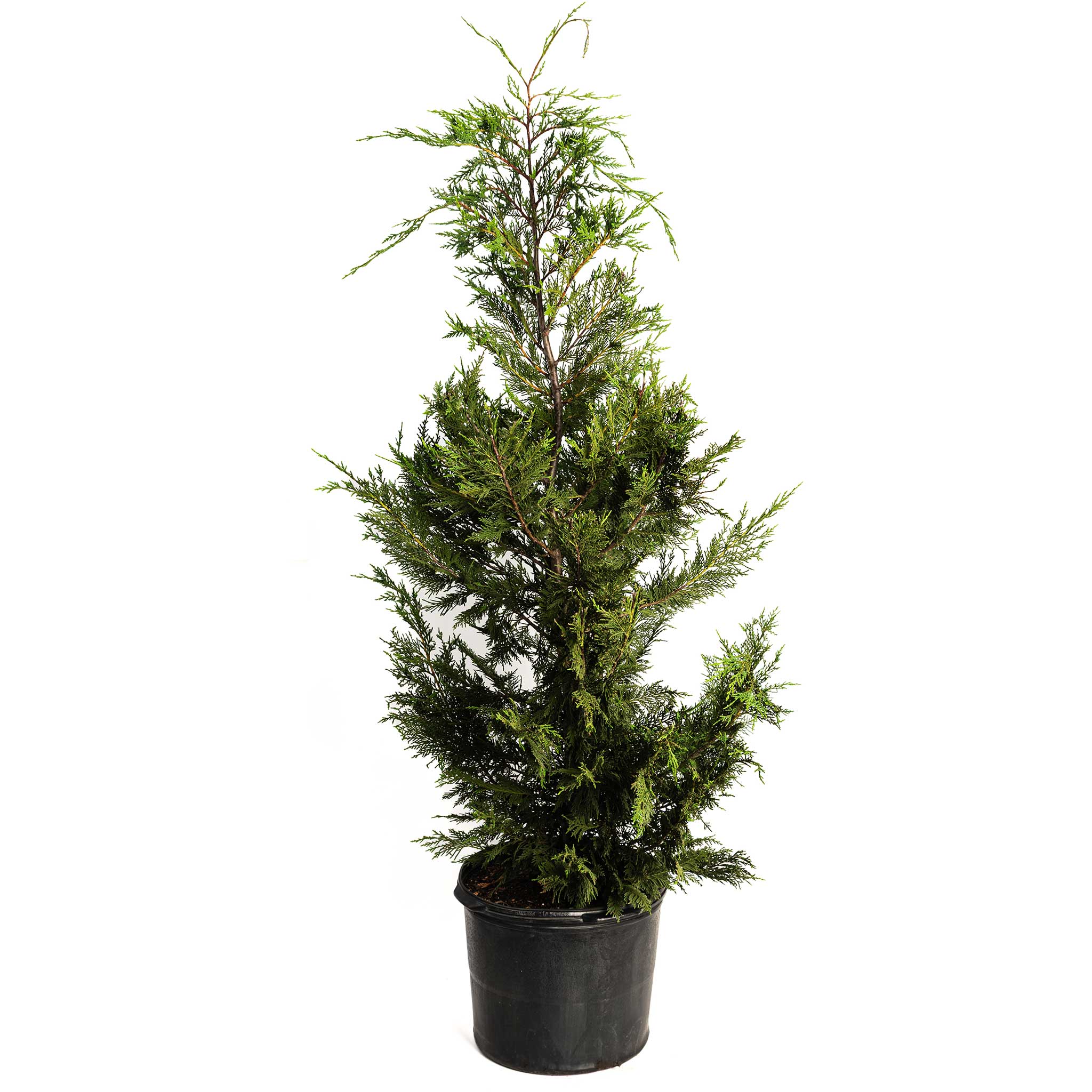 Leyland Cypress Tree – America’s #1 Fast-Growing Privacy Screen