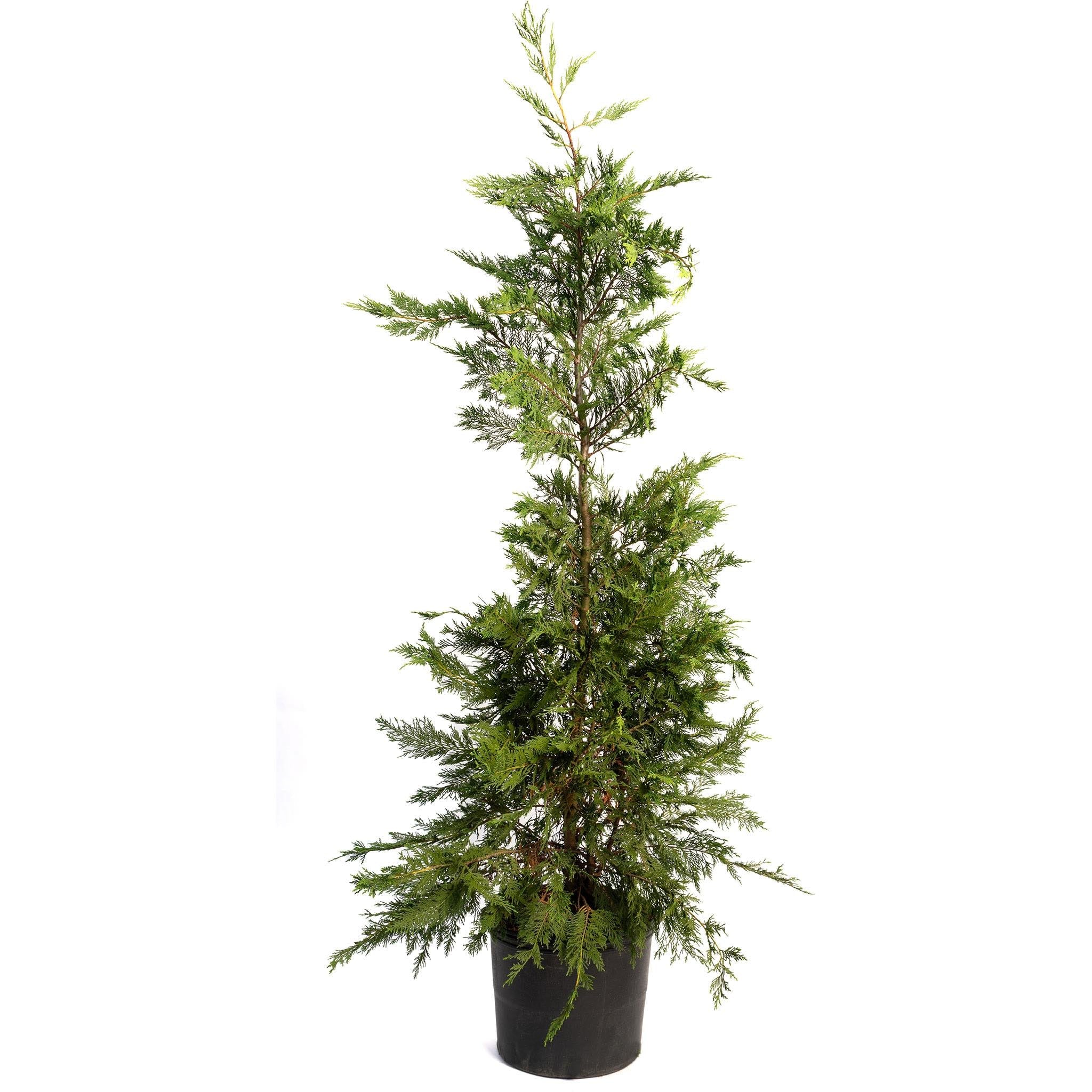 Leyland Cypress Tree – America’s #1 Fast-Growing Privacy Screen