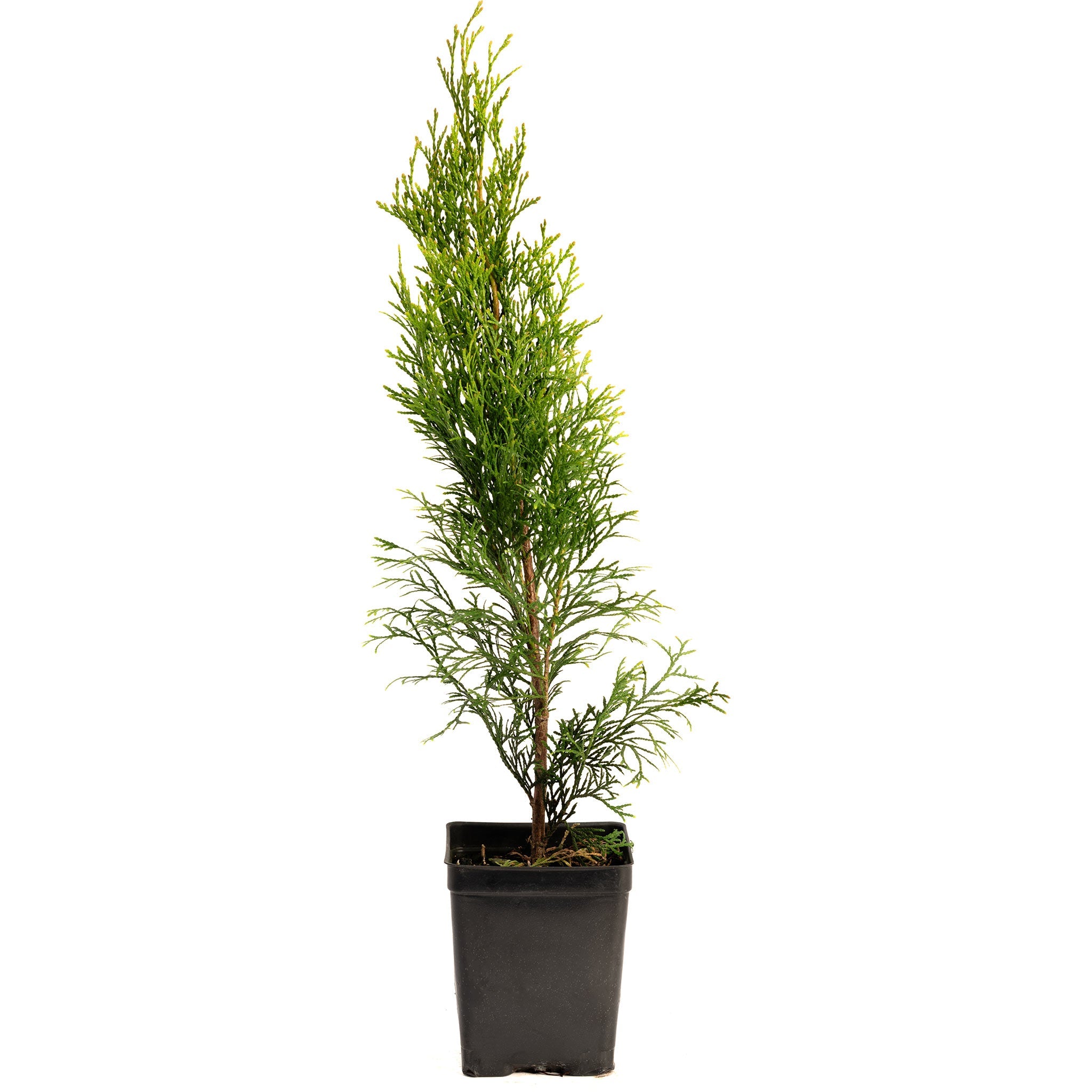 Emerald Green Arborvitae – #1 Evergreen Privacy Hedge & Windbreak