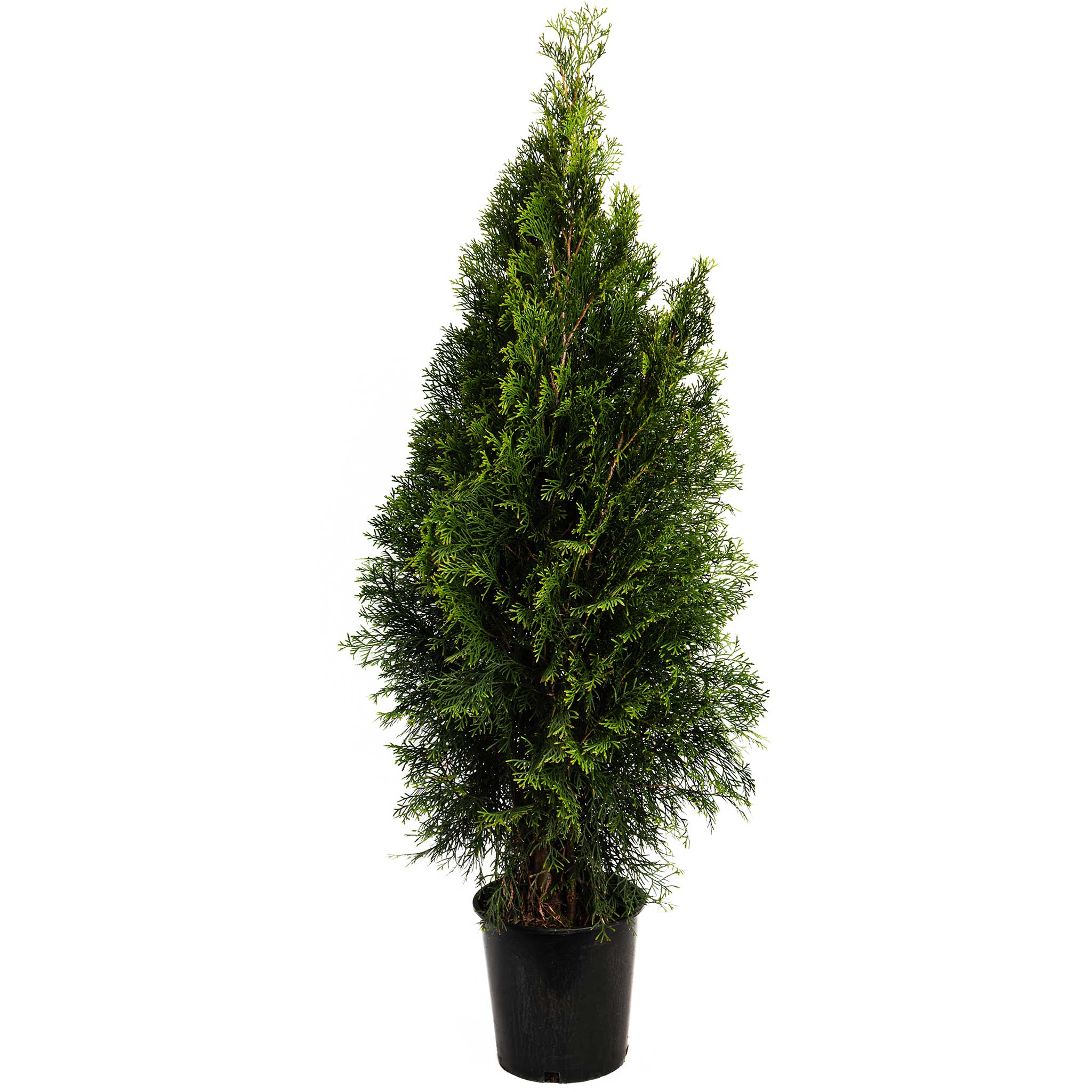 Emerald Green Arborvitae – #1 Evergreen Privacy Hedge & Windbreak