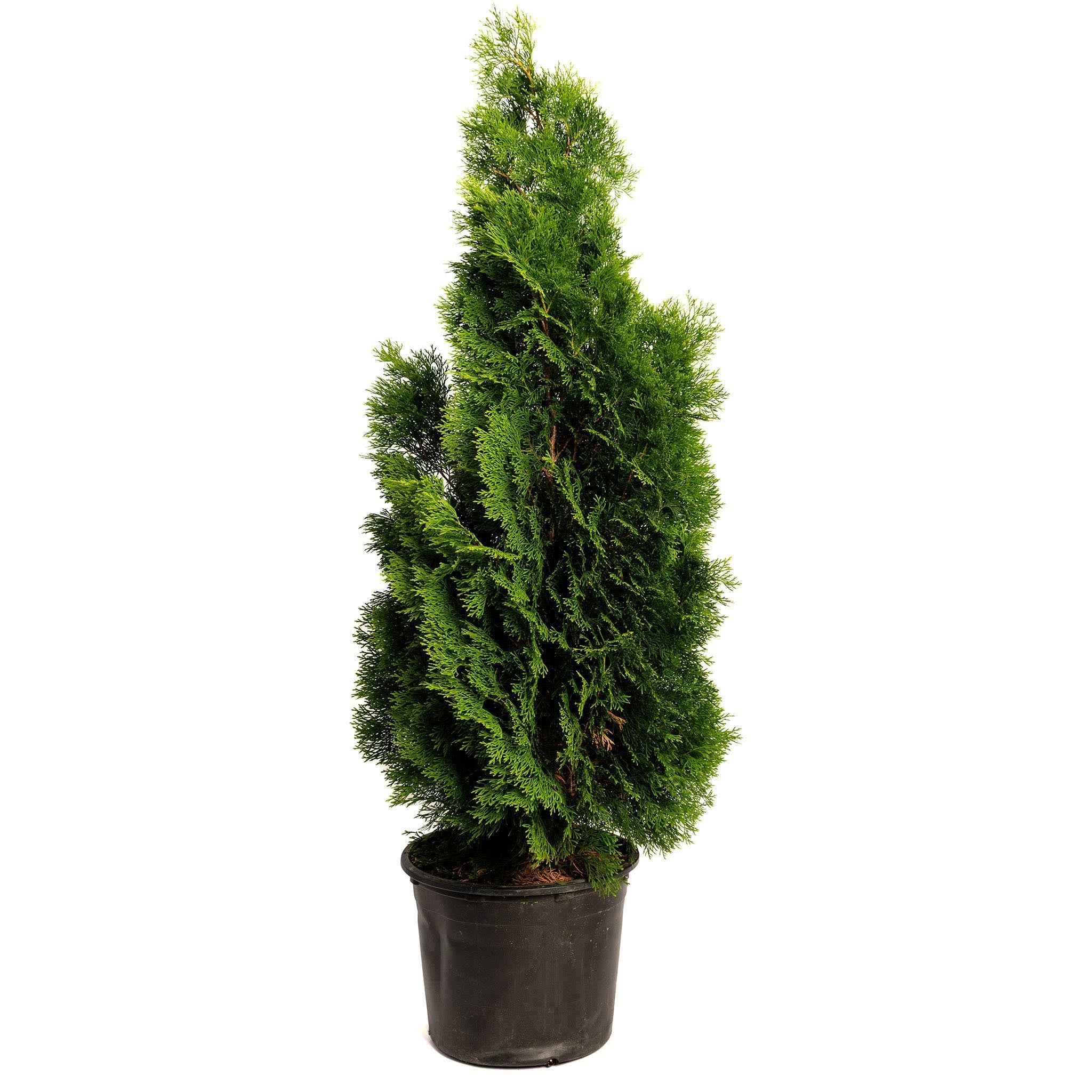 Emerald Green Arborvitae – #1 Evergreen Privacy Hedge & Windbreak