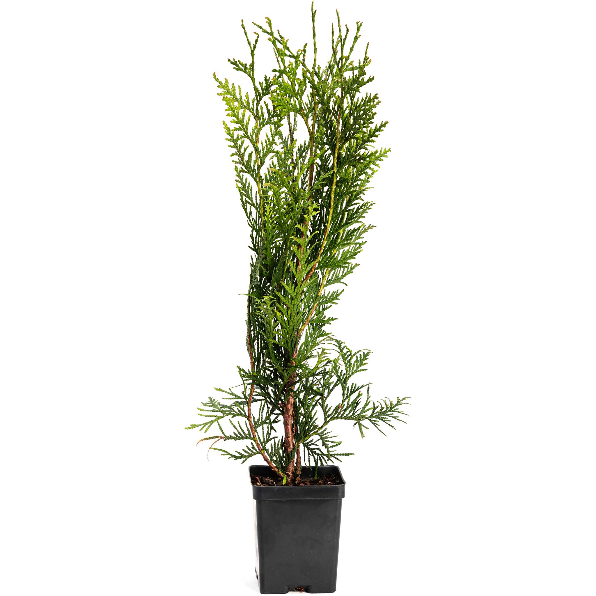 Green Giant Tree - Henderson Garden Supply