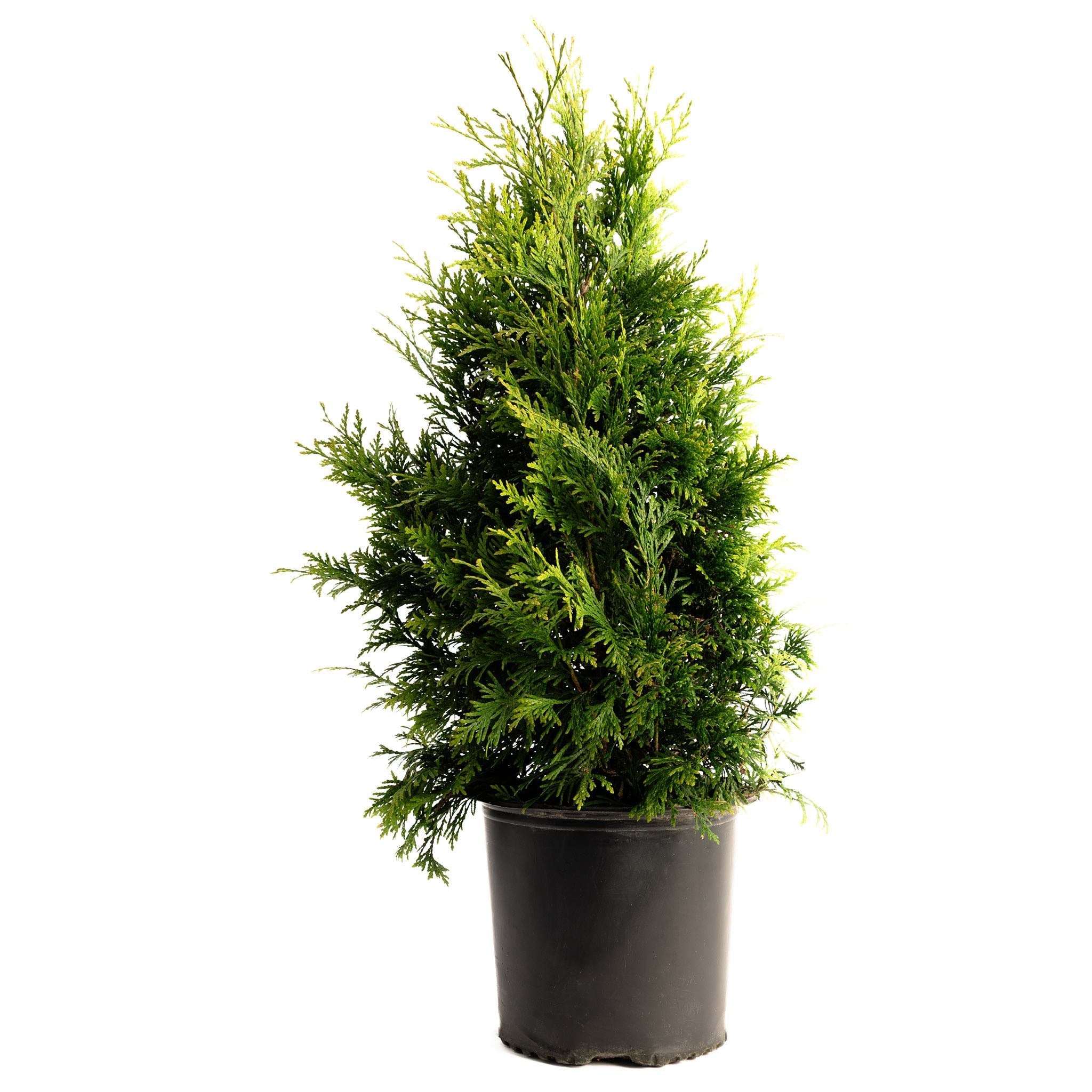 Thuja Green Giant – Fastest-Growing Evergreen Privacy Tree (3–5 ft./Year)  1-2 ft. / Single