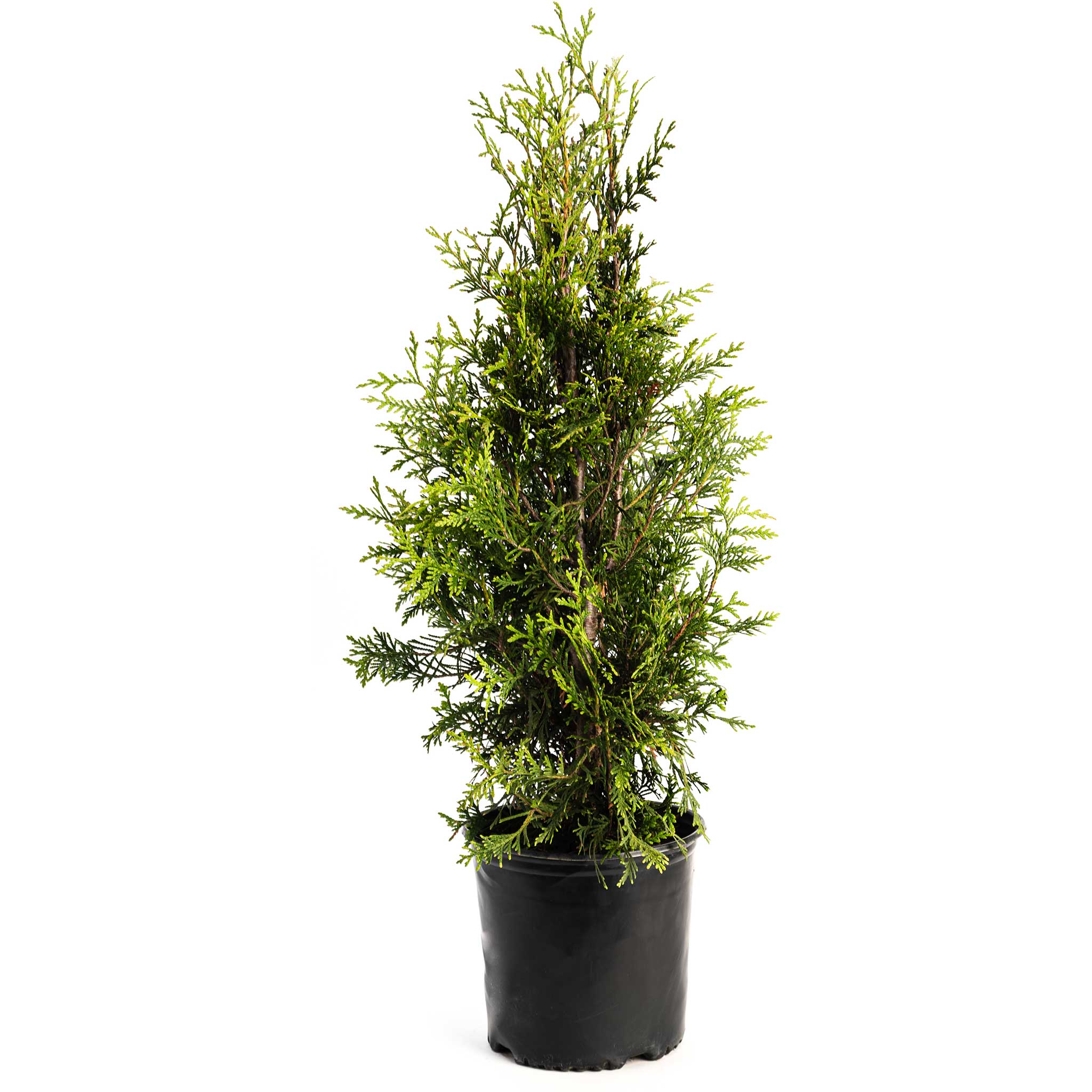 Green Giant Tree - Henderson Garden Supply