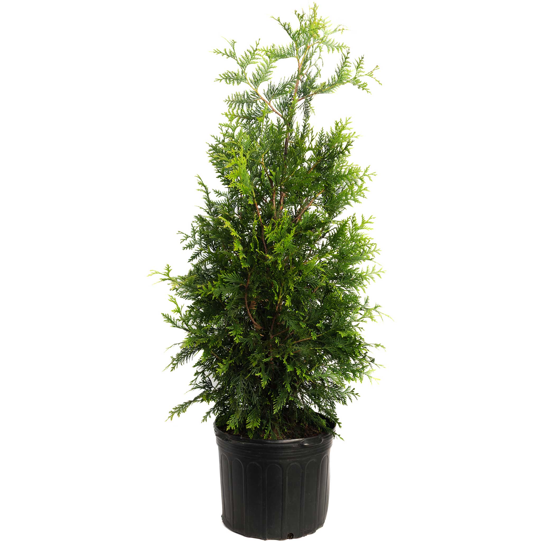 Thuja Green Giant | Fastest-Growing Evergreen Privacy Tree & Windbreak