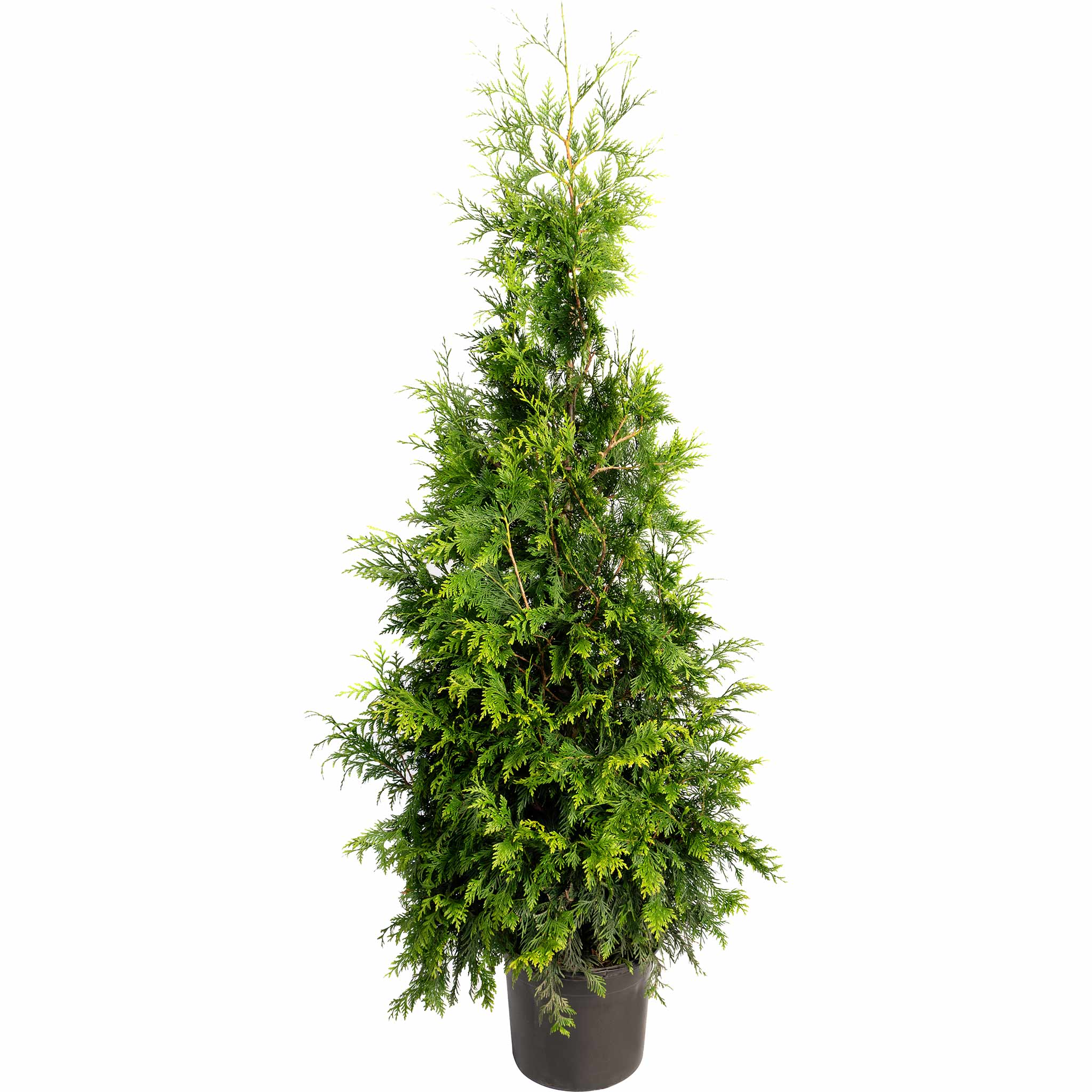 Green Giant Tree - Henderson Garden Supply