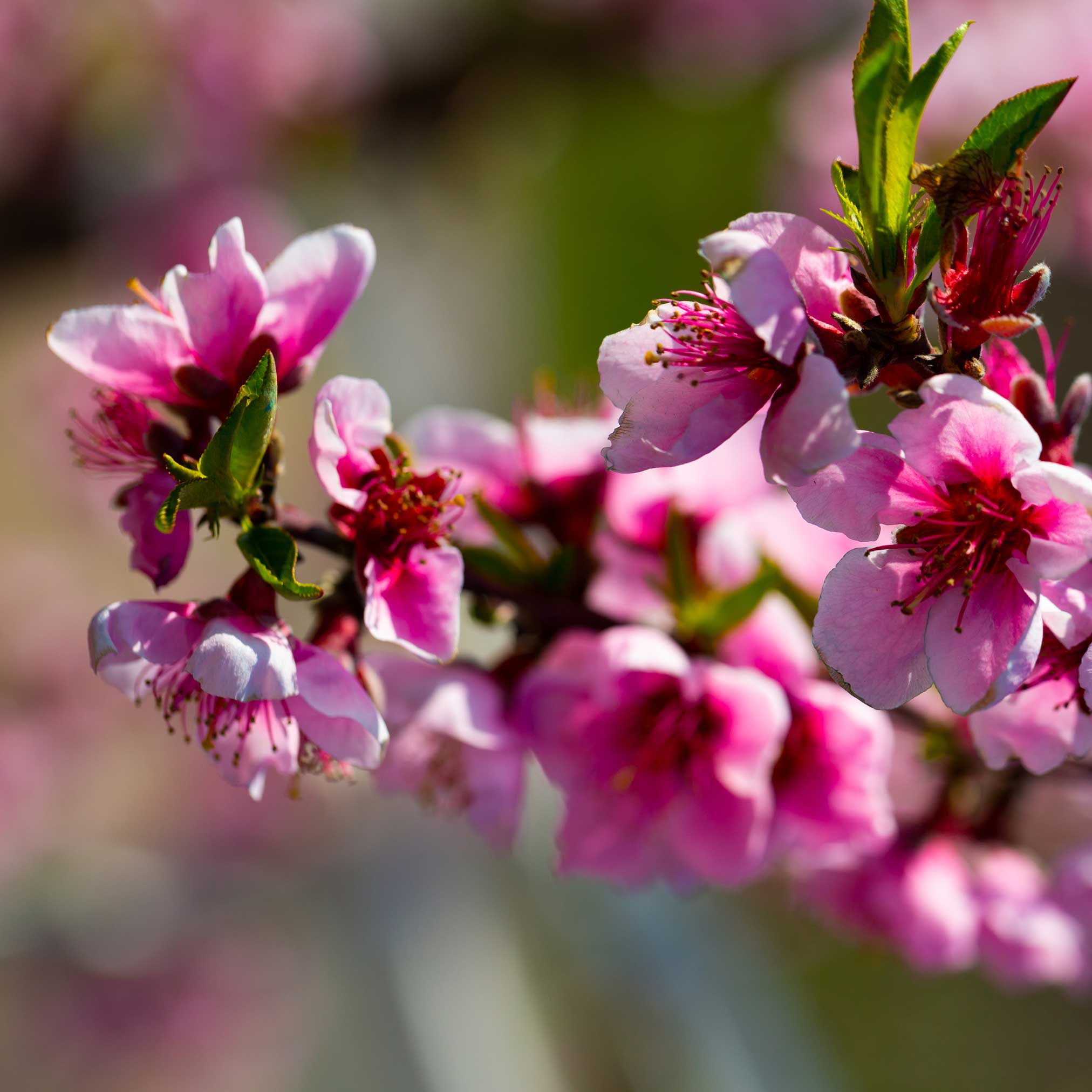 Close-up of pink cherry blossoms with a blurred background.  Henderson Garden Supply