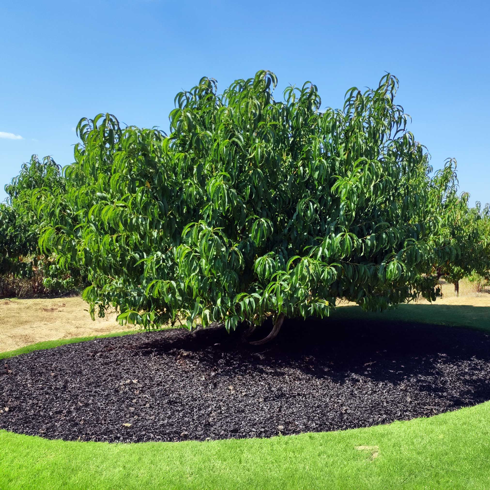 Large green tree in a garden with mulch and grass.  Henderson Garden Supply
