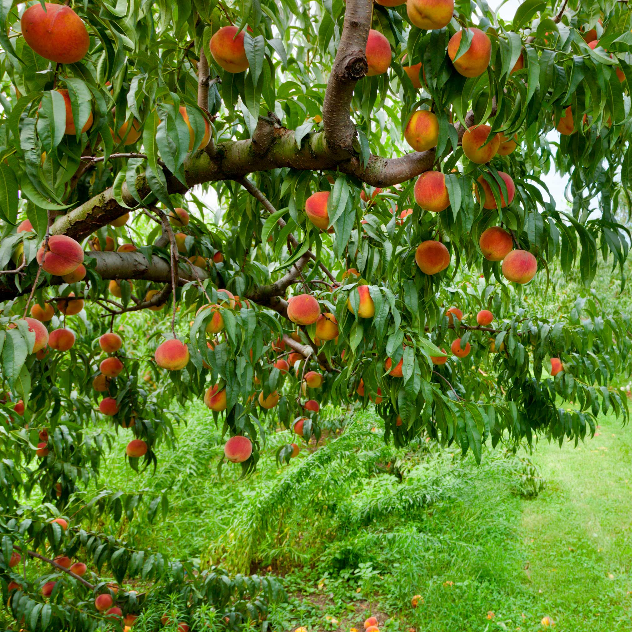 Peach tree with ripe peaches hanging from it.  Henderson Garden Supply