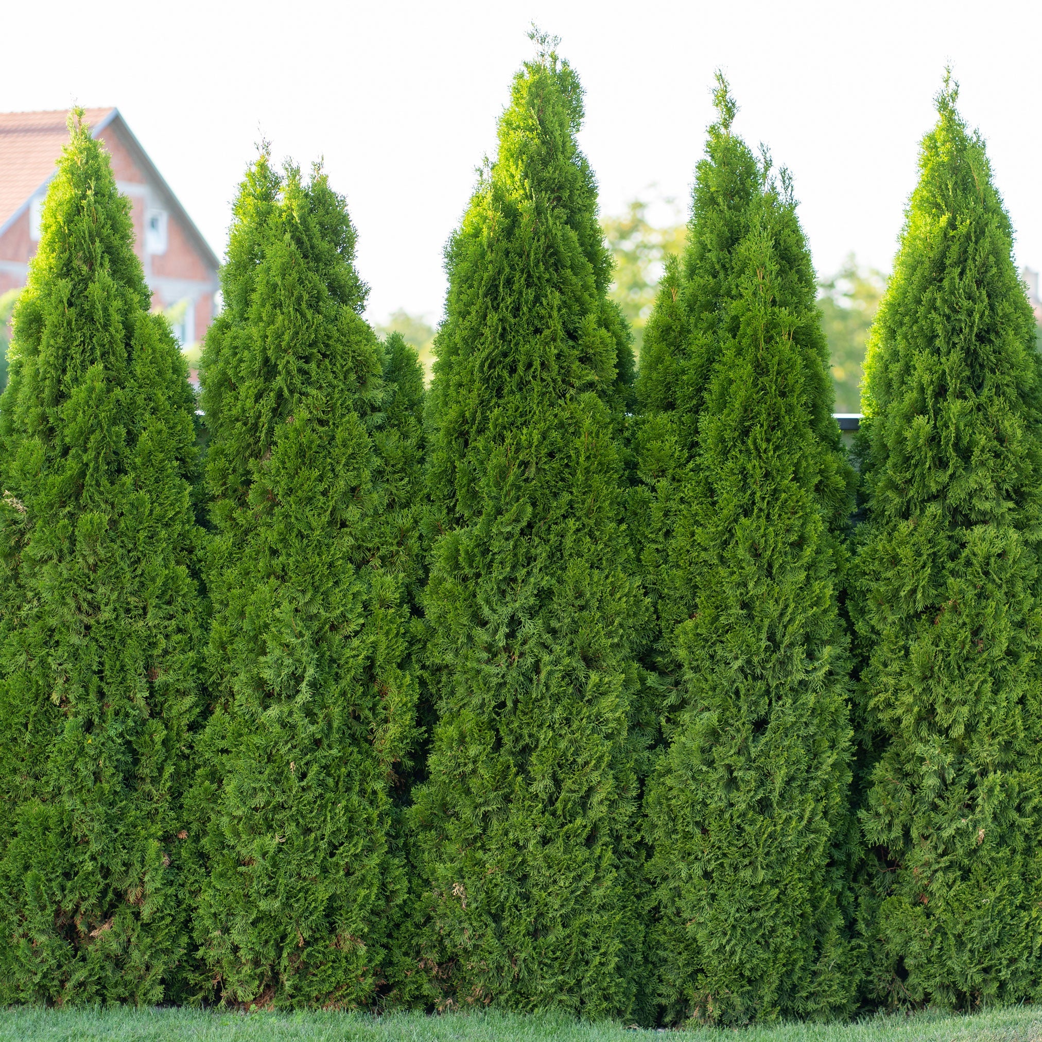 Emerald Green Arborvitae – #1 Evergreen Privacy Hedge & Windbreak
