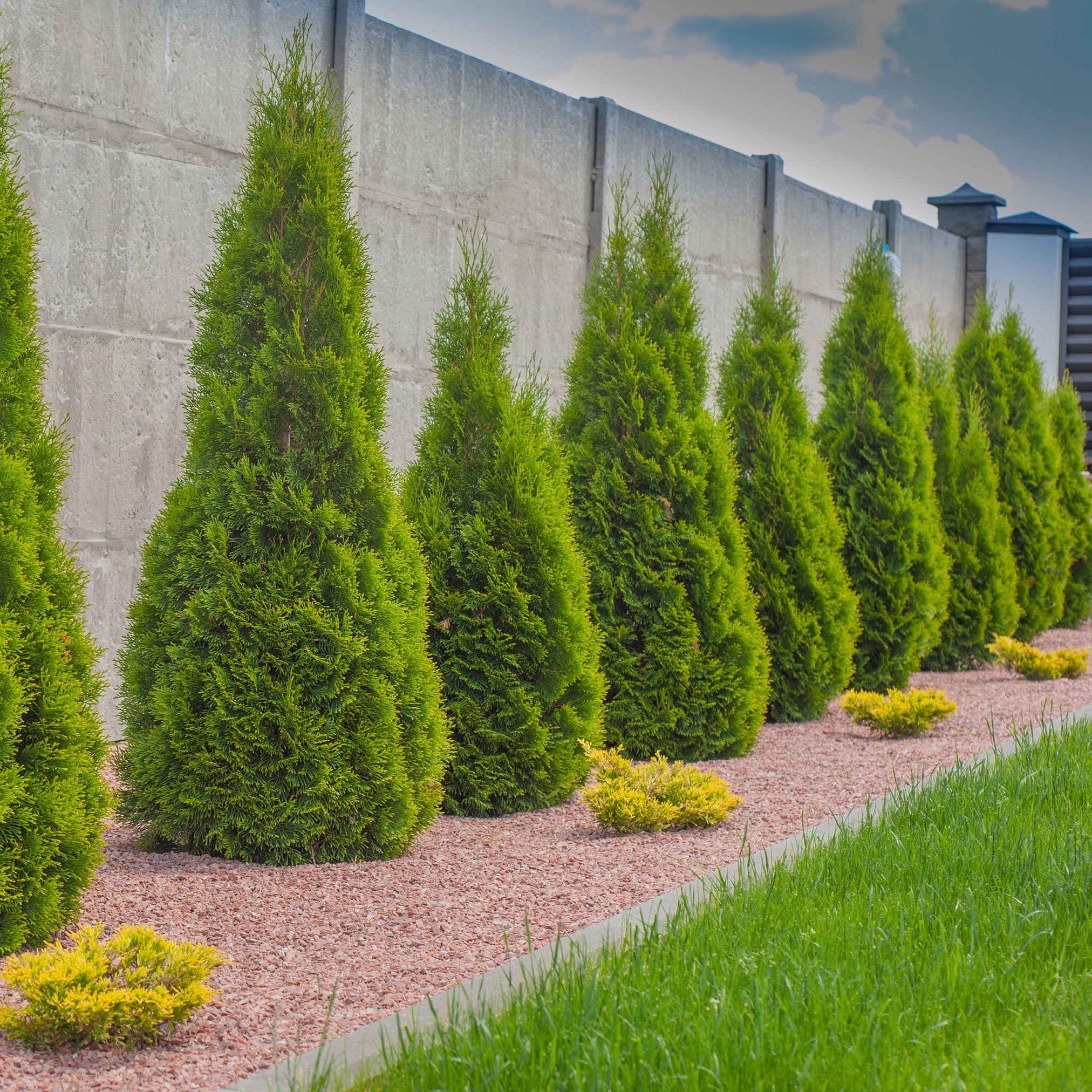 Emerald Green Arborvitae – #1 Evergreen Privacy Hedge & Windbreak