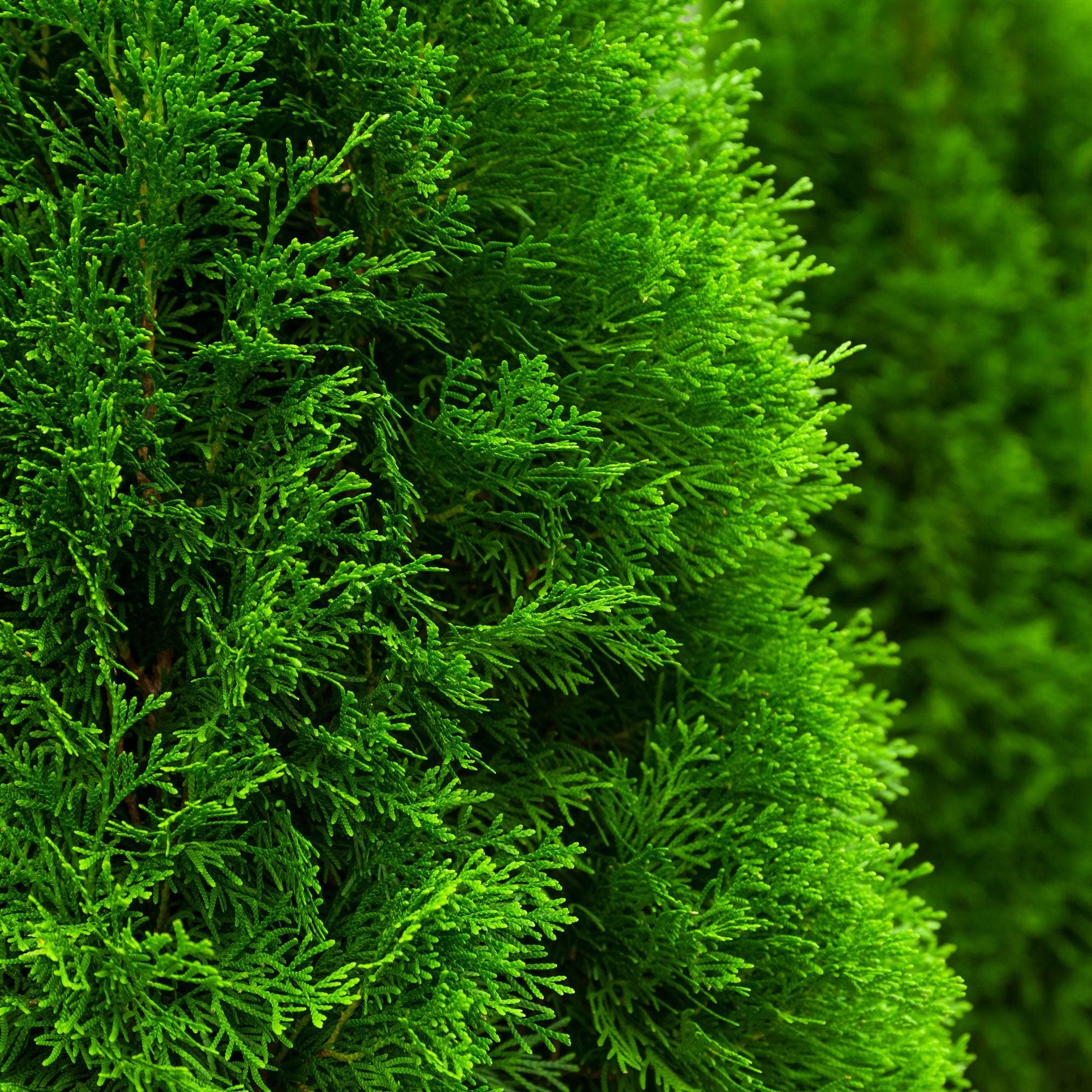 Emerald Green Arborvitae – #1 Evergreen Privacy Hedge & Windbreak