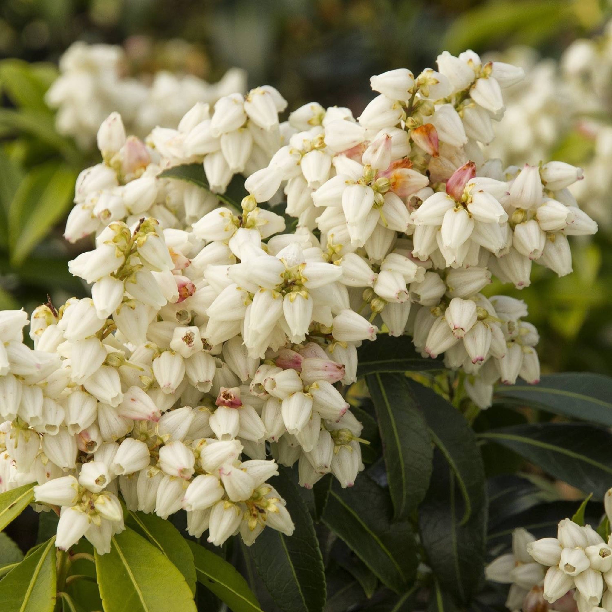 Enchanted Forest® River Run™ Pieris – Cascading White Blooms