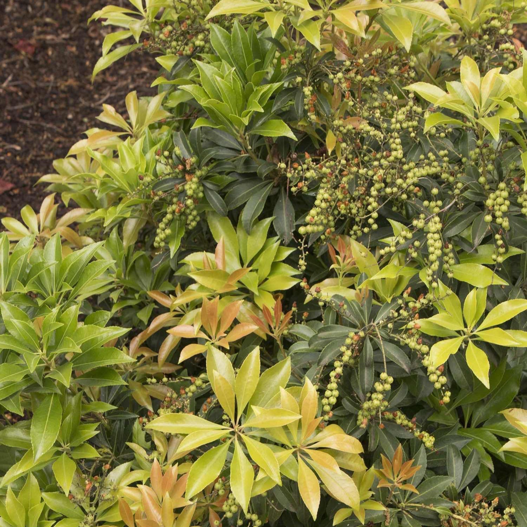 Enchanted Forest® River Run™ Pieris – Cascading White Blooms