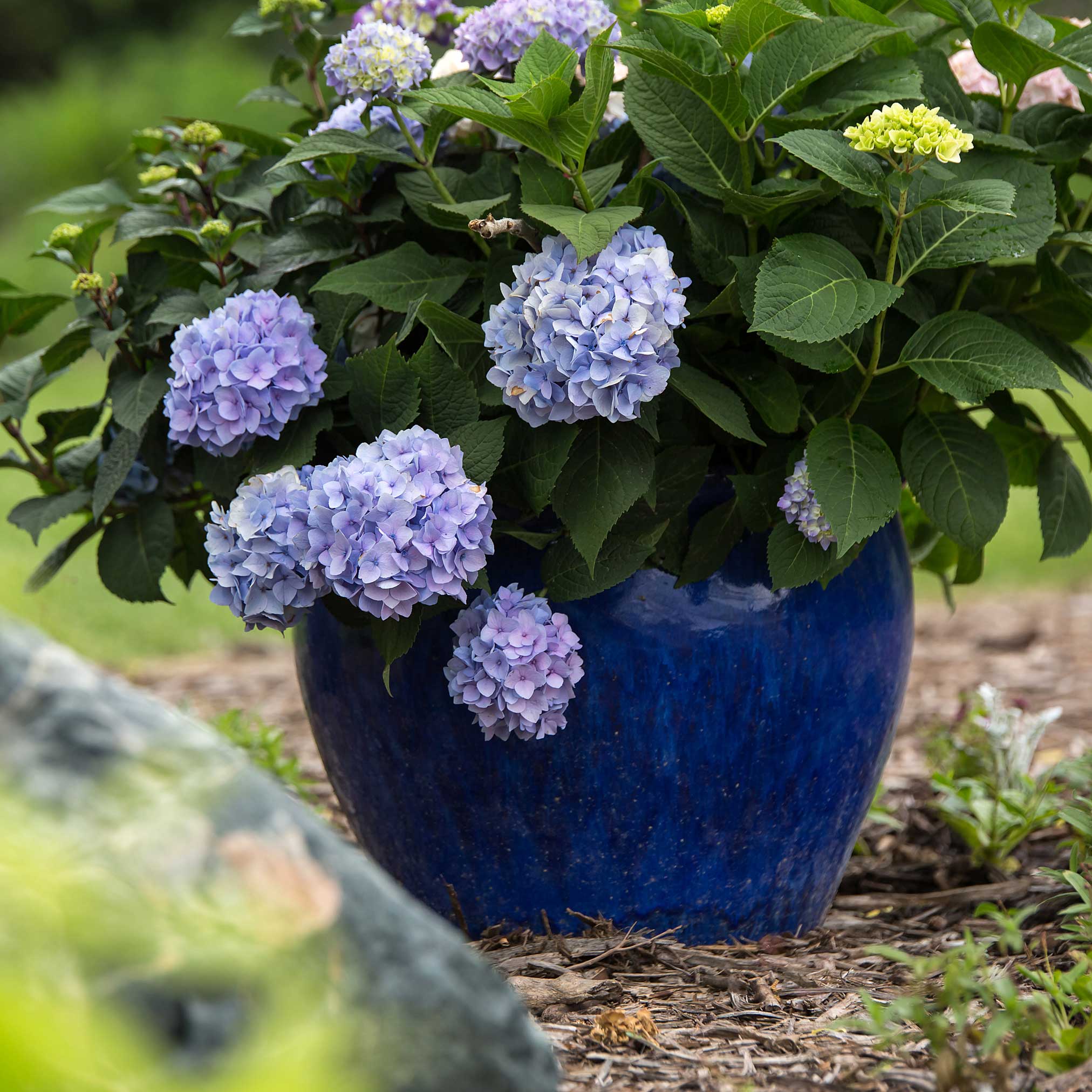 Blue pot with hydrangea flowers in a garden setting.  Henderson Garden Supply