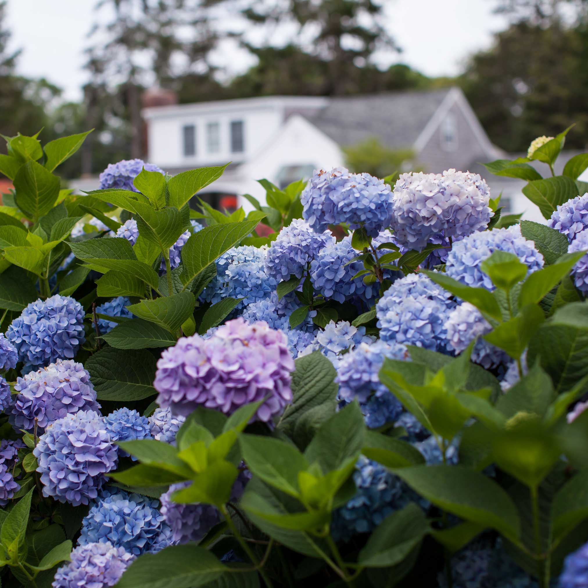 Blue and purple hydrangeas with a blurred house in the background.  Henderson Garden Supply