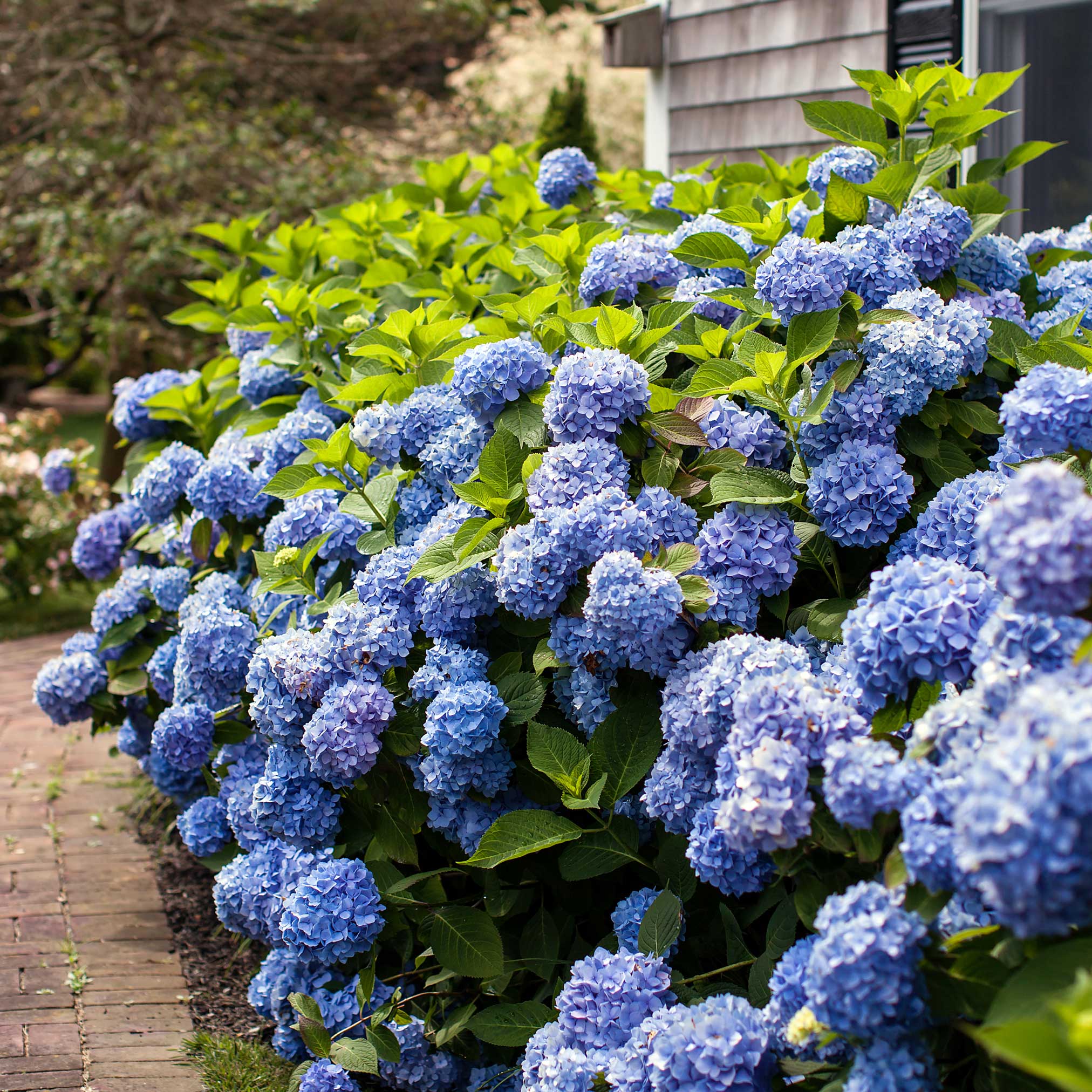 Bouquet of blue hydrangeas in a garden setting with a house in the background.  Henderson Garden Supply