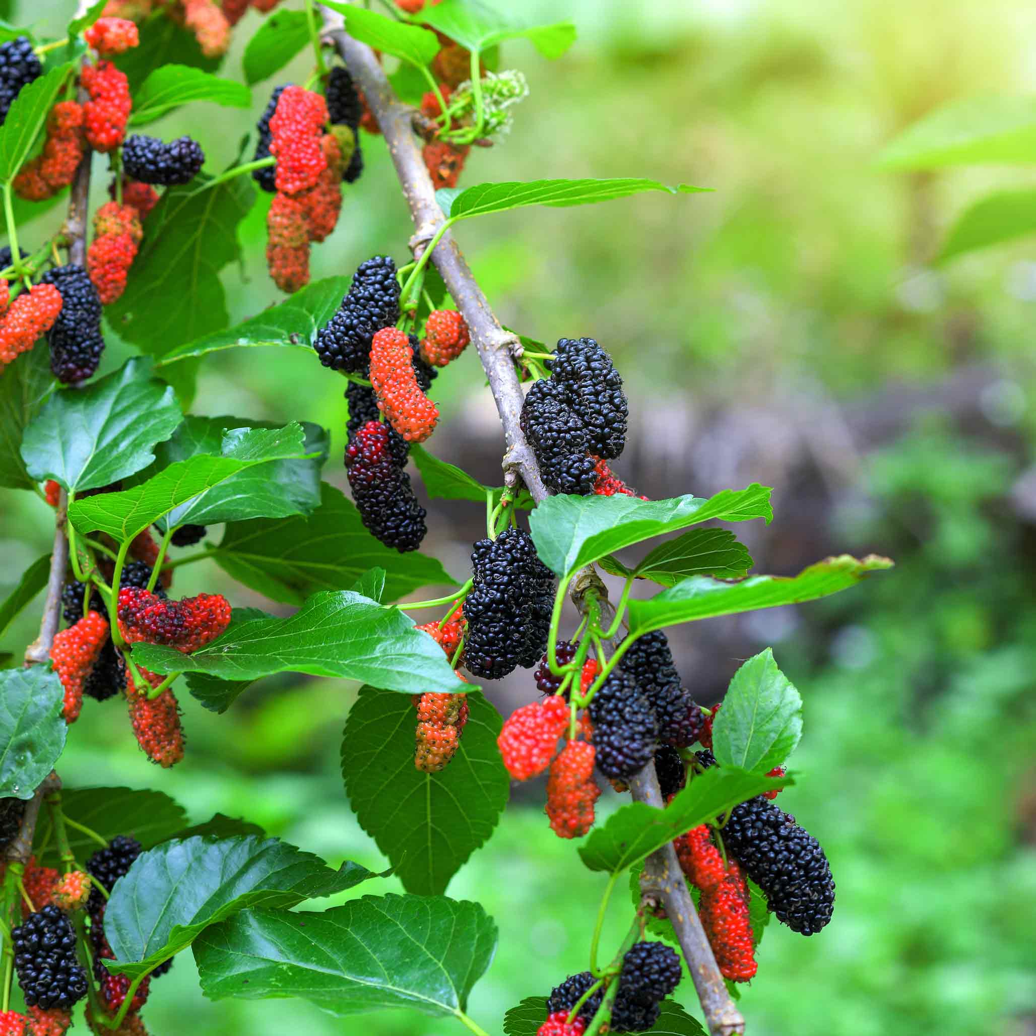 Mulberry tree with red and black mulberries on a blurred green background.  Henderson Garden Supply