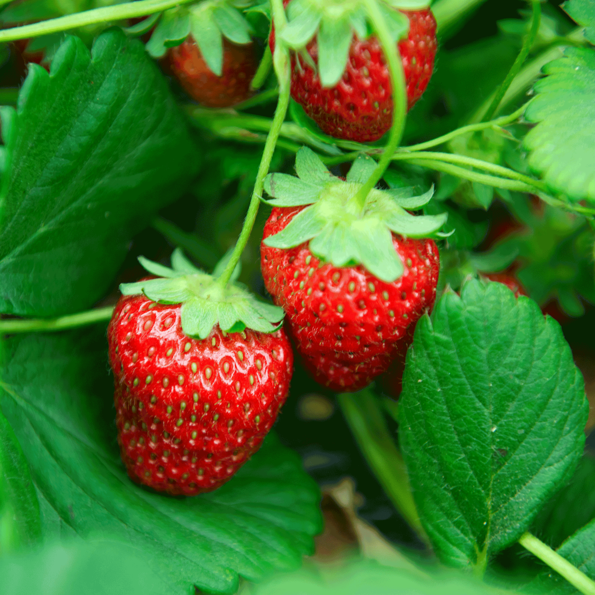 Red strawberries growing on a plant with green leaves.  Henderson Garden Supply