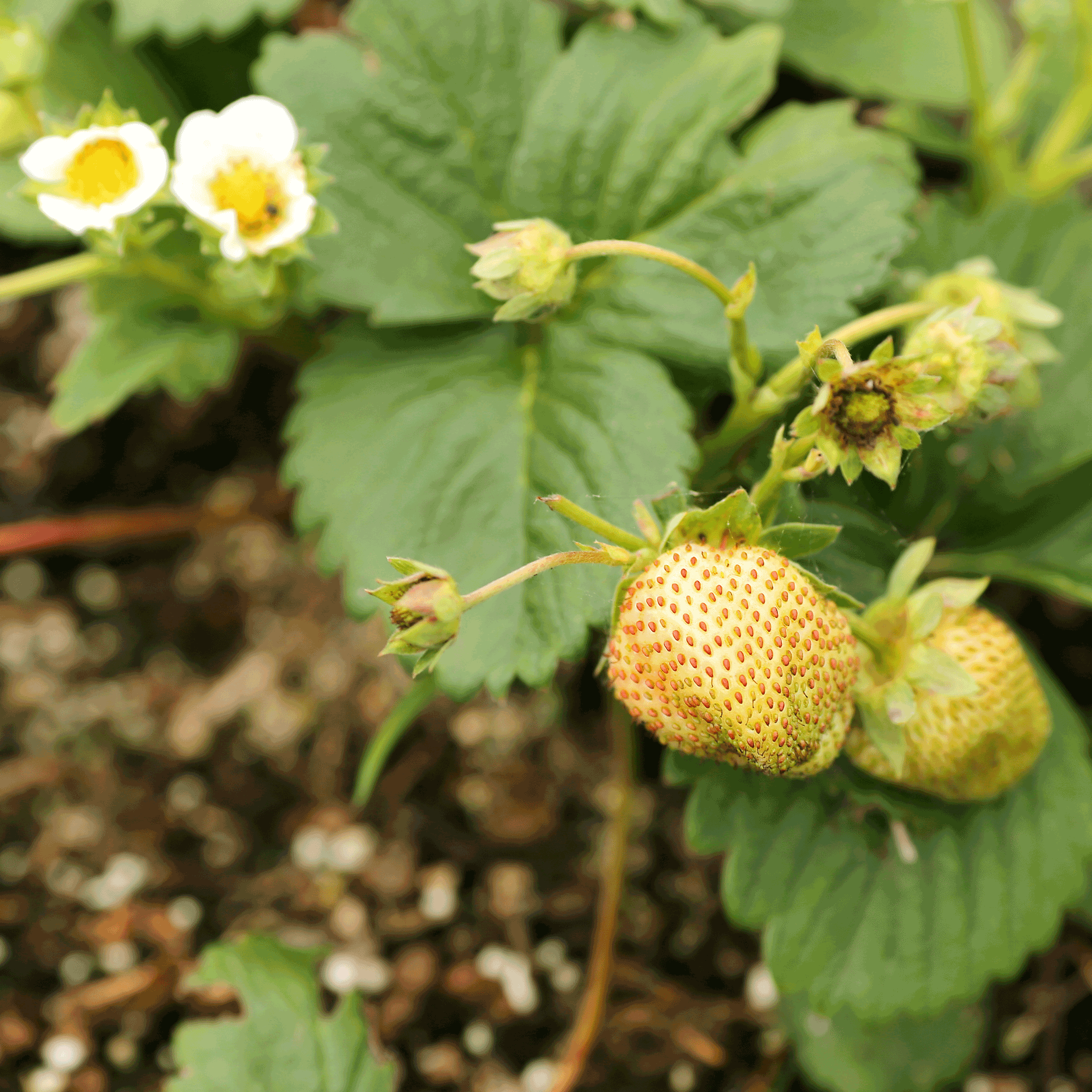 Strawberry plant with green leaves and small yellow fruits on a natural background.  Henderson Garden Supply