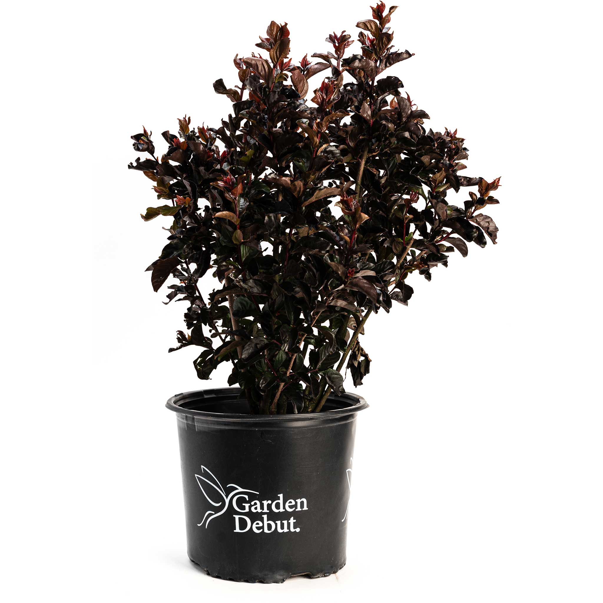 Potted plant with dark green leaves in a black pot on a white background, featuring 'Garden Debut' branding.  Henderson Garden Supply