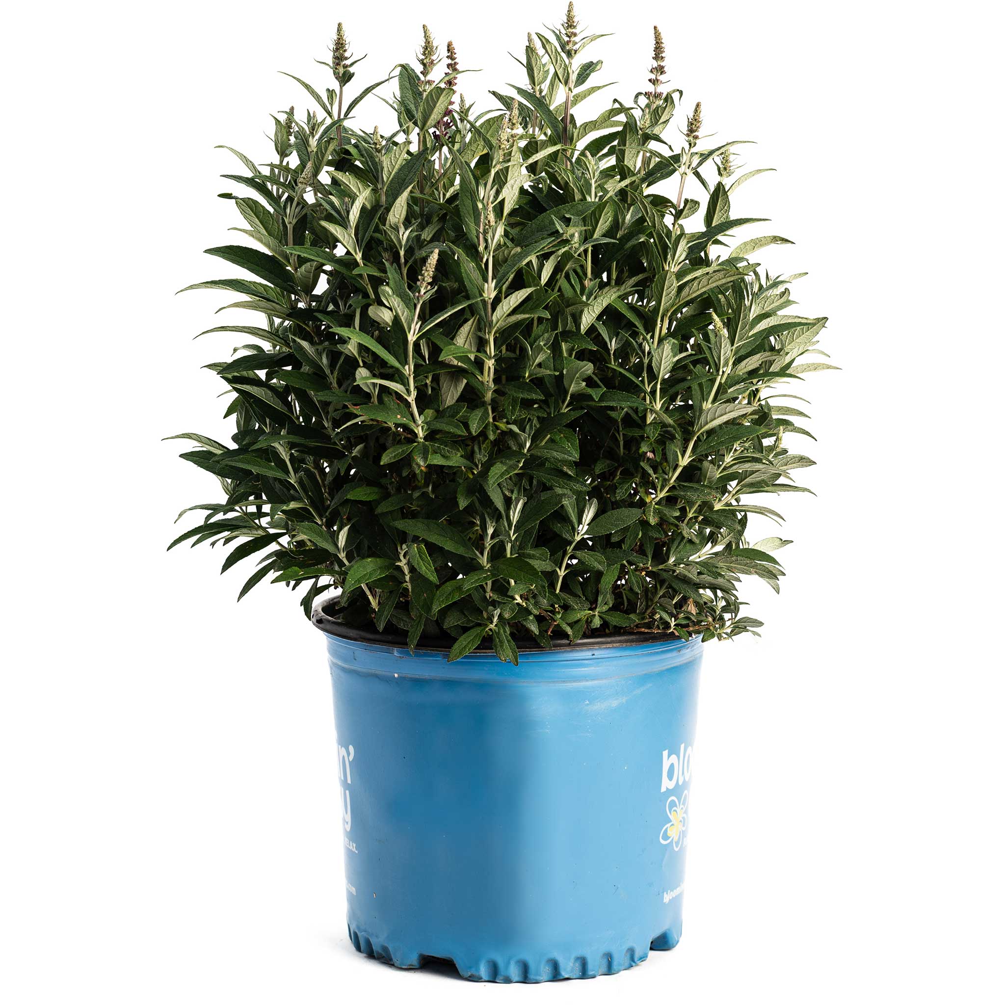 Potted plant with green leaves in a blue pot on a white background.  Henderson Garden Supply