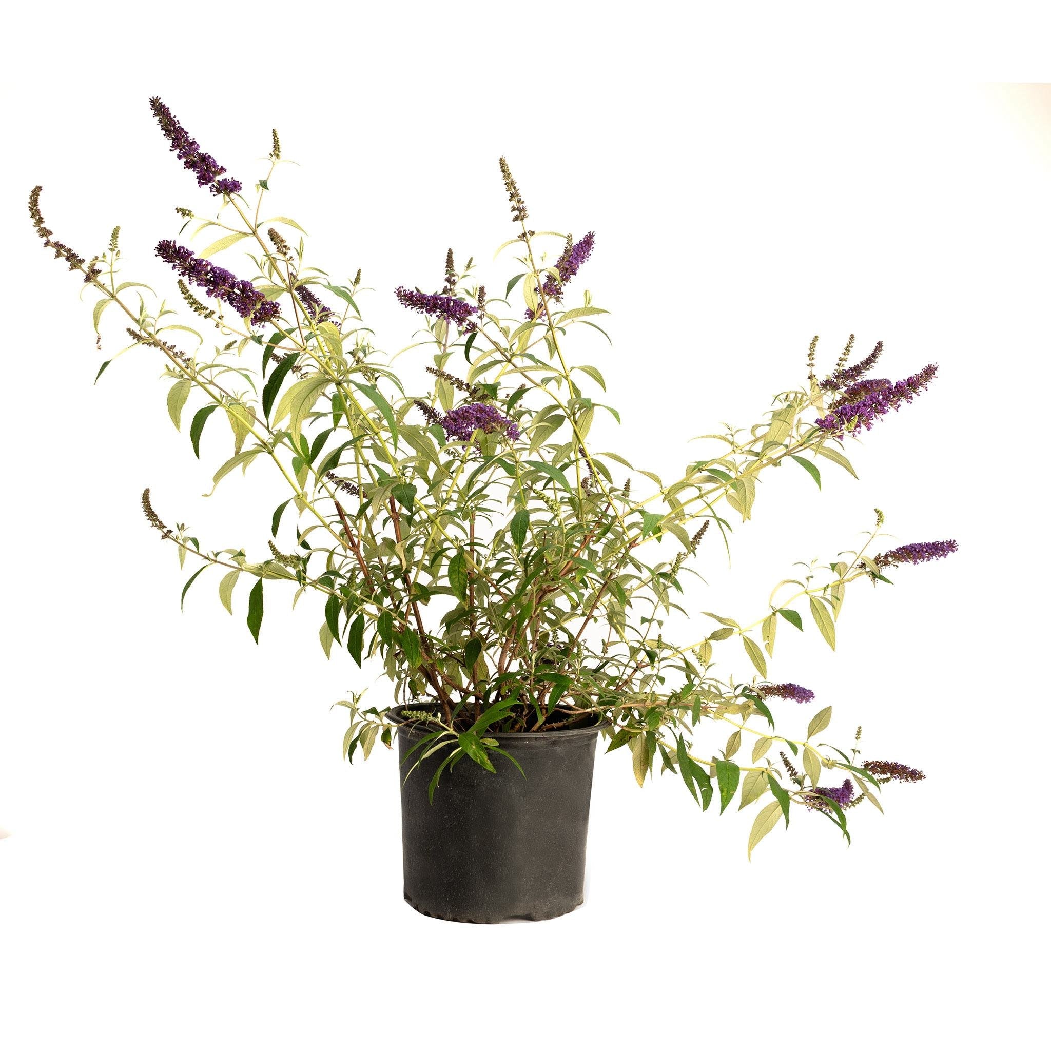 Potted plant with purple flowers on a white background - Butterfly bush - Henderson Garden Supply