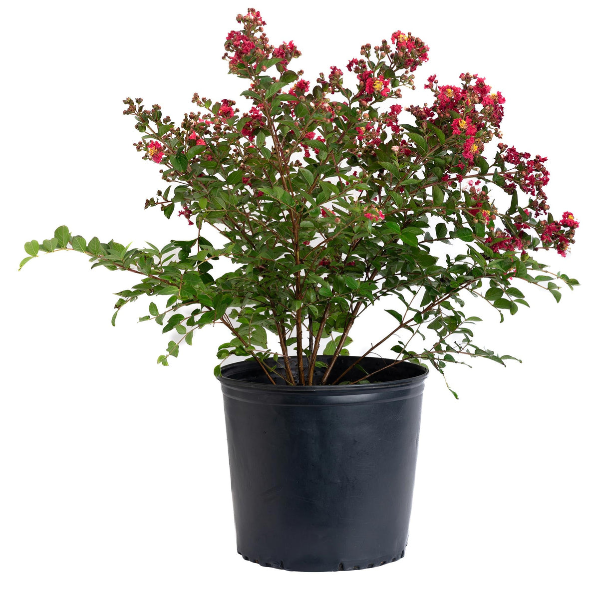 Bellini® Strawberry Crape Myrtle – Dwarf Red Blooms