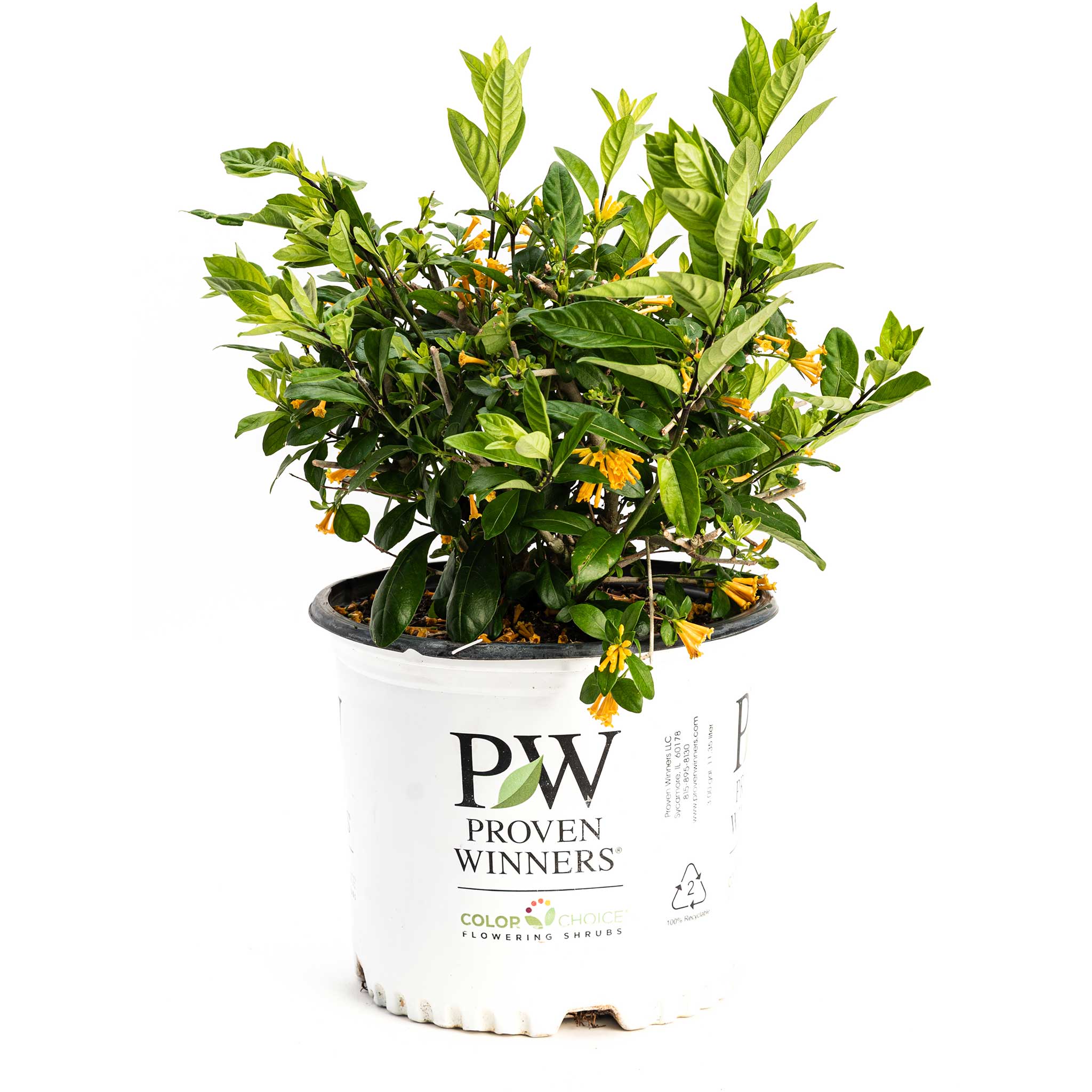 Potted plant with 'Proven Winners' label on a white background - Henderson Garden Supply