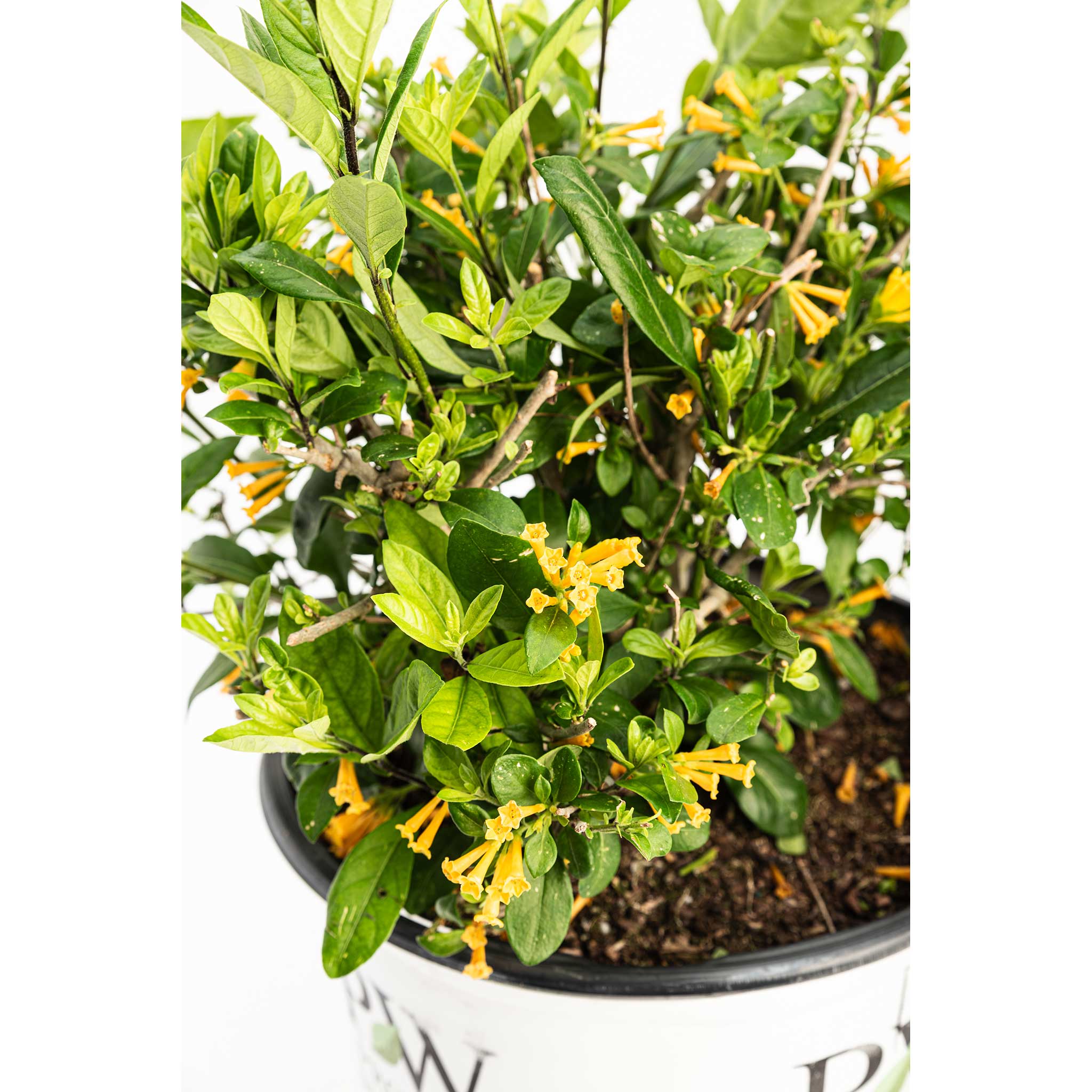 Potted plant with yellow flowers and green leaves on a white background - Henderson Garden Supply