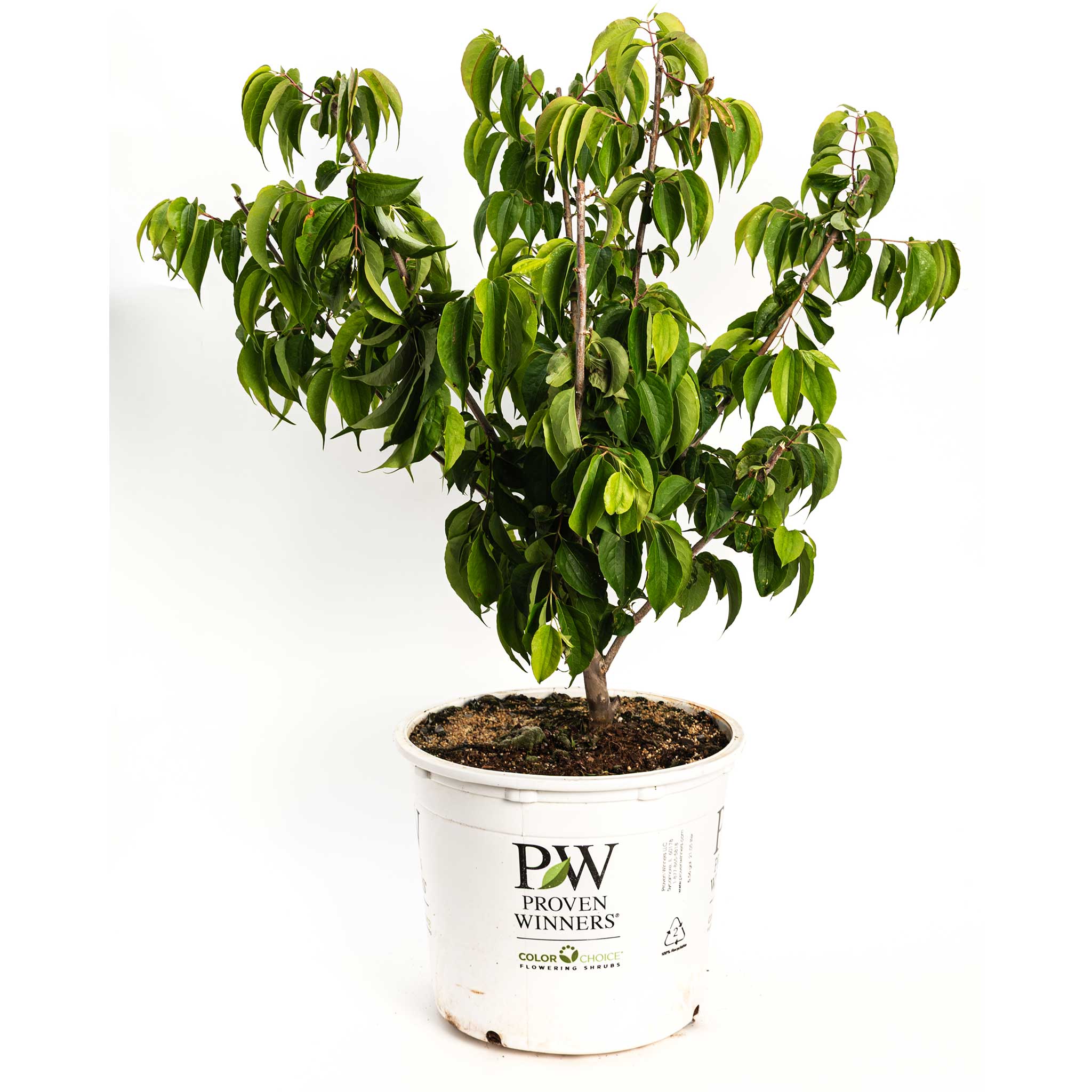 Potted plant with a Proven Winners label on a white background - Henderson Garden Supply
