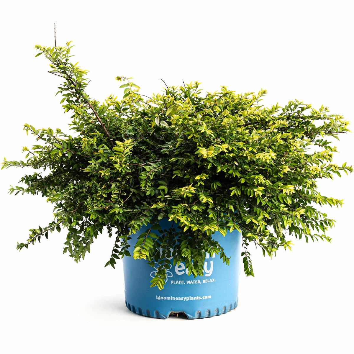 Thunderbolt® Box Honeysuckle – Chartreuse Foliage Shrub