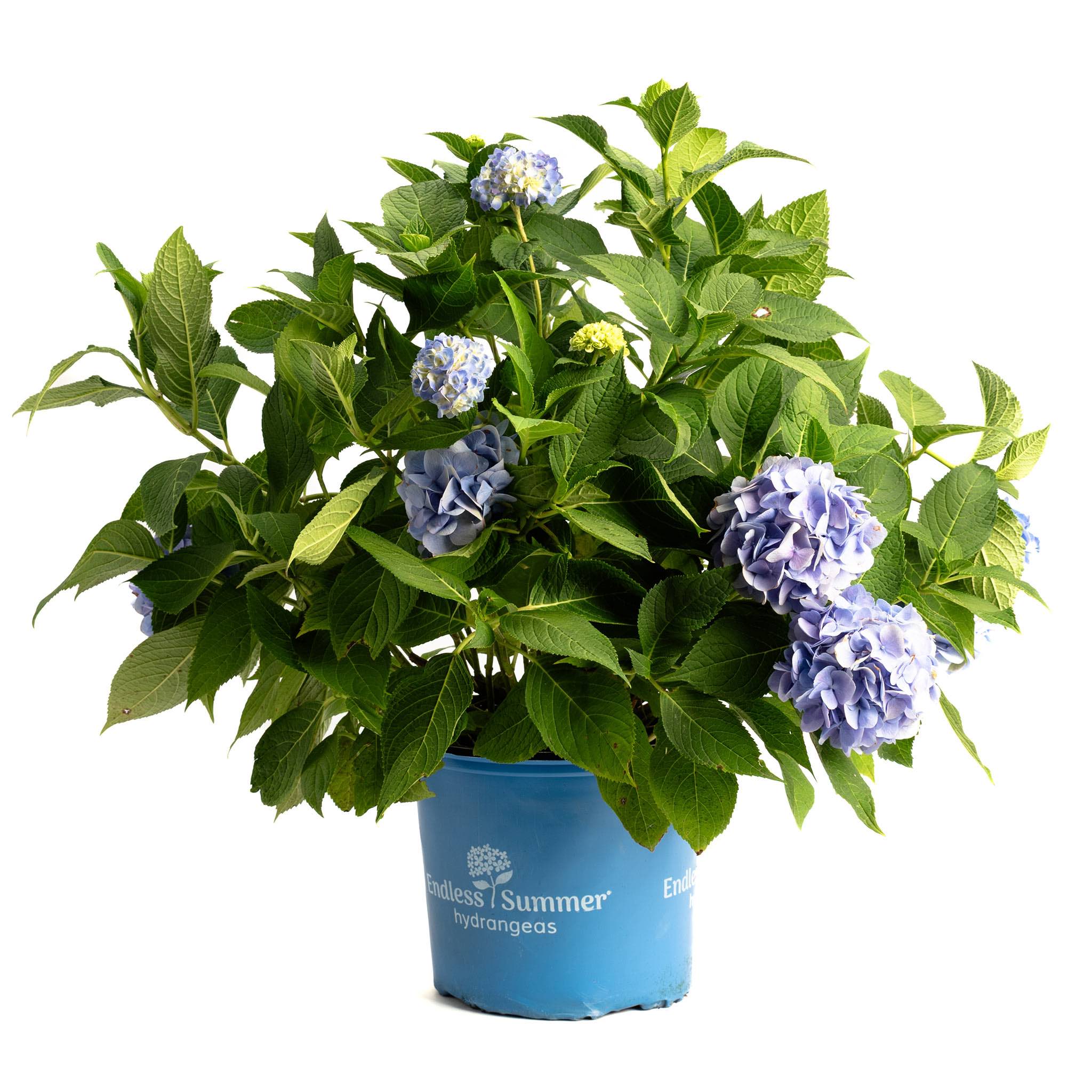 Potted plant with blue flowers and green leaves on a white background.  Henderson Garden Supply