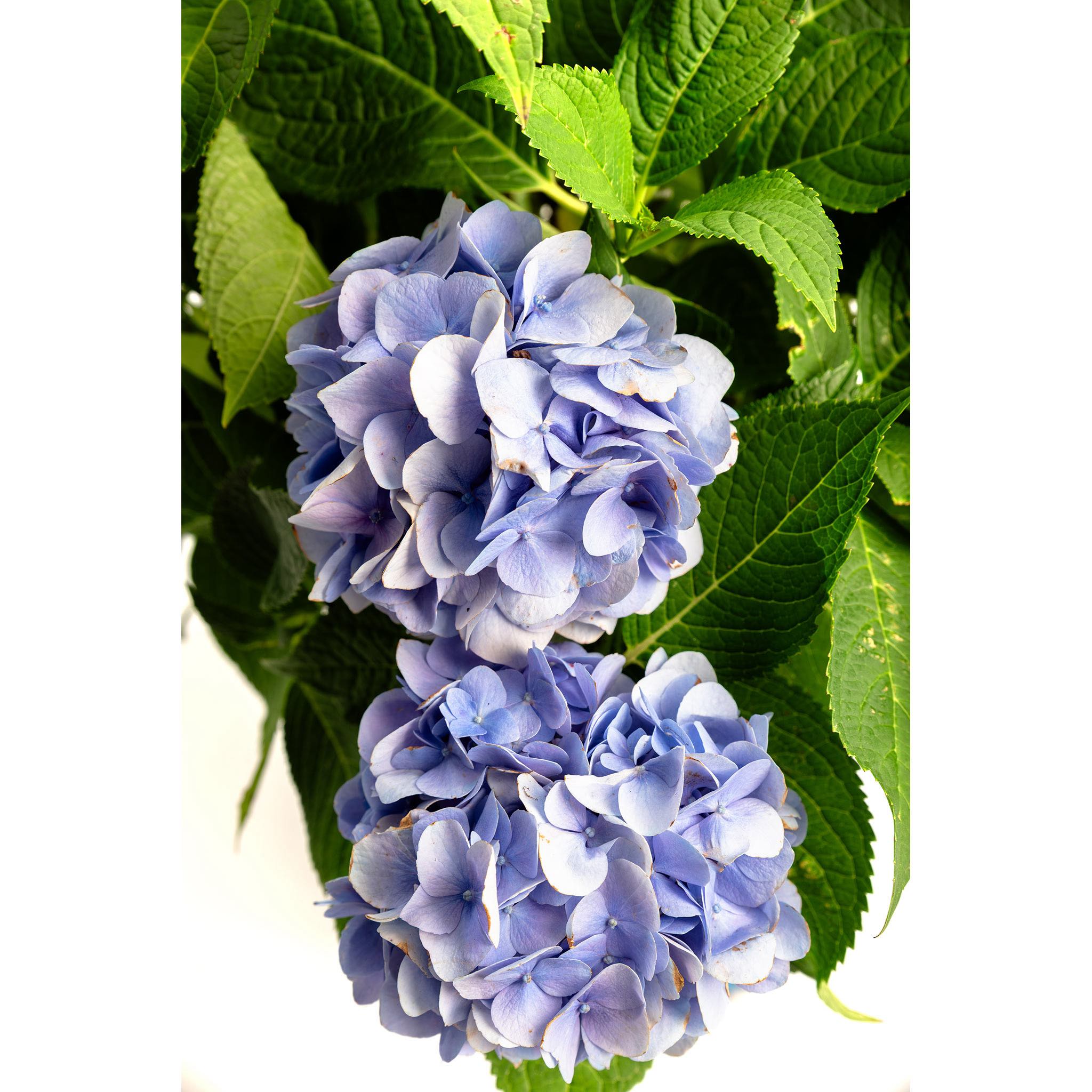 Close-up of two blue hydrangea flowers with green leaves on a white background.  Henderson Garden Supply