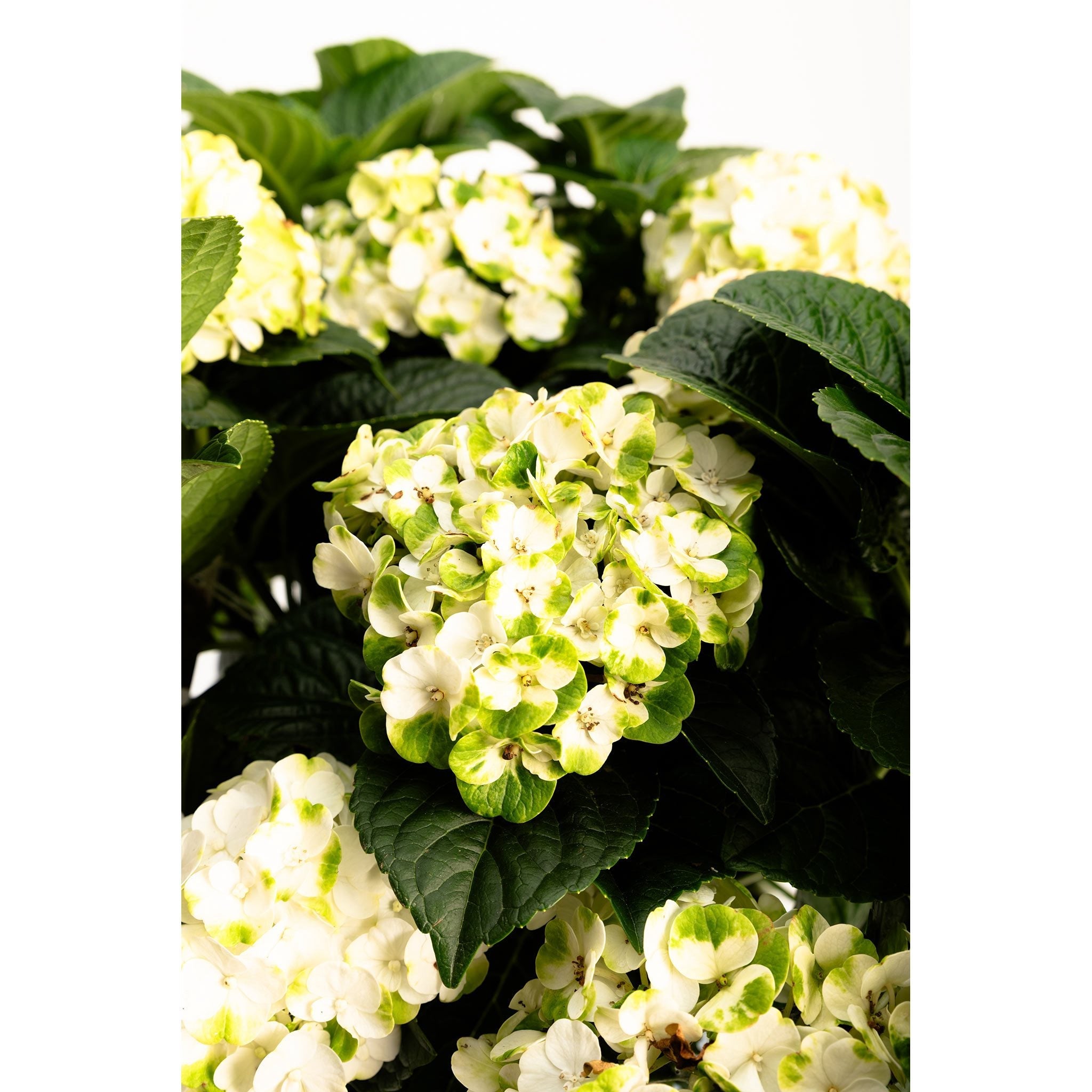 Close-up of white flowers with green centers surrounded by dark green leaves on a white background - Henderson Garden Supply