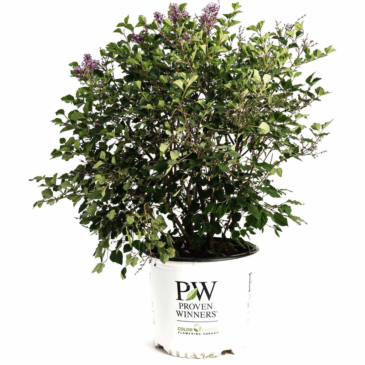 Bloomerang® Lilac Bush – Fragrant Reblooming Lilac