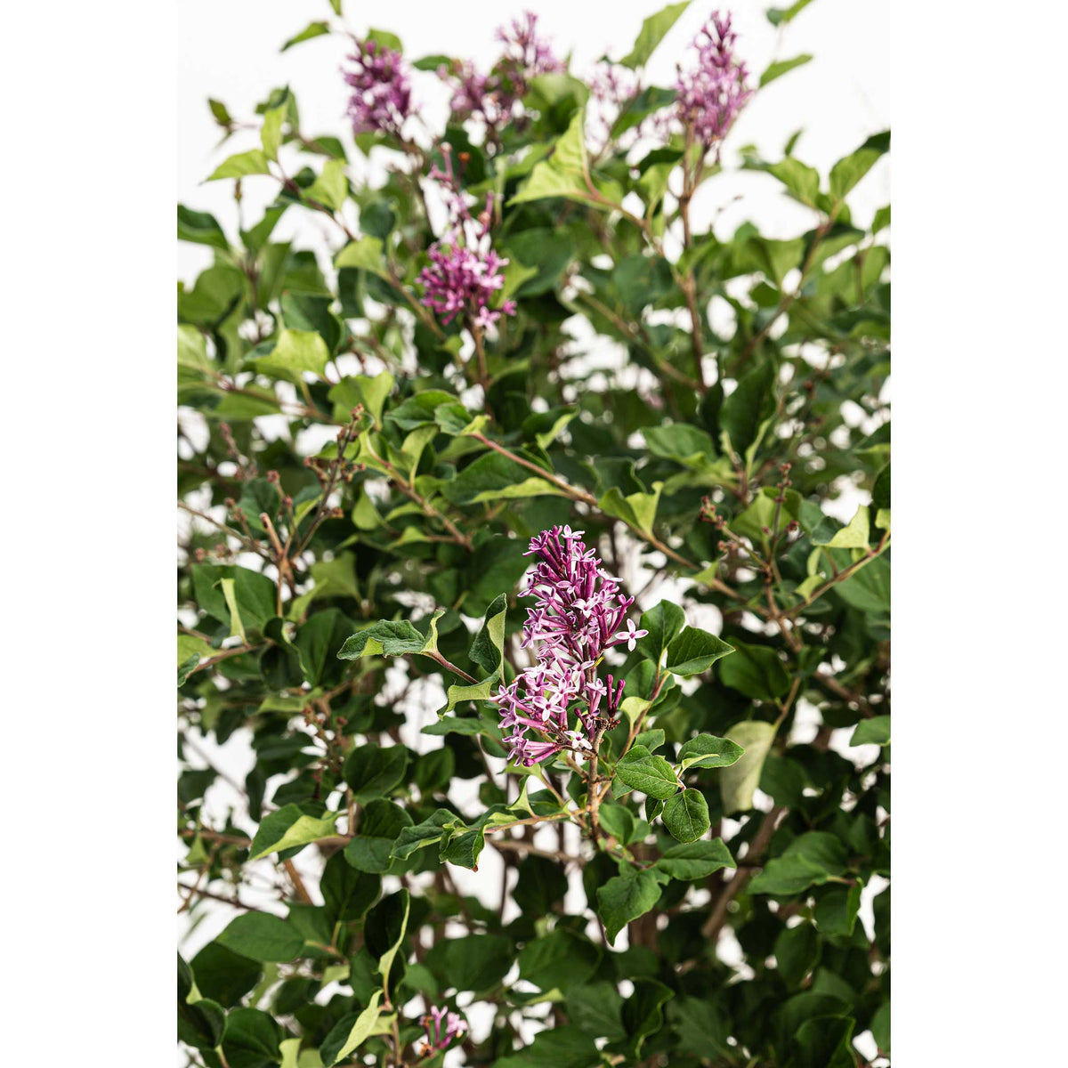 Bloomerang® Lilac Bush – Fragrant Reblooming Lilac