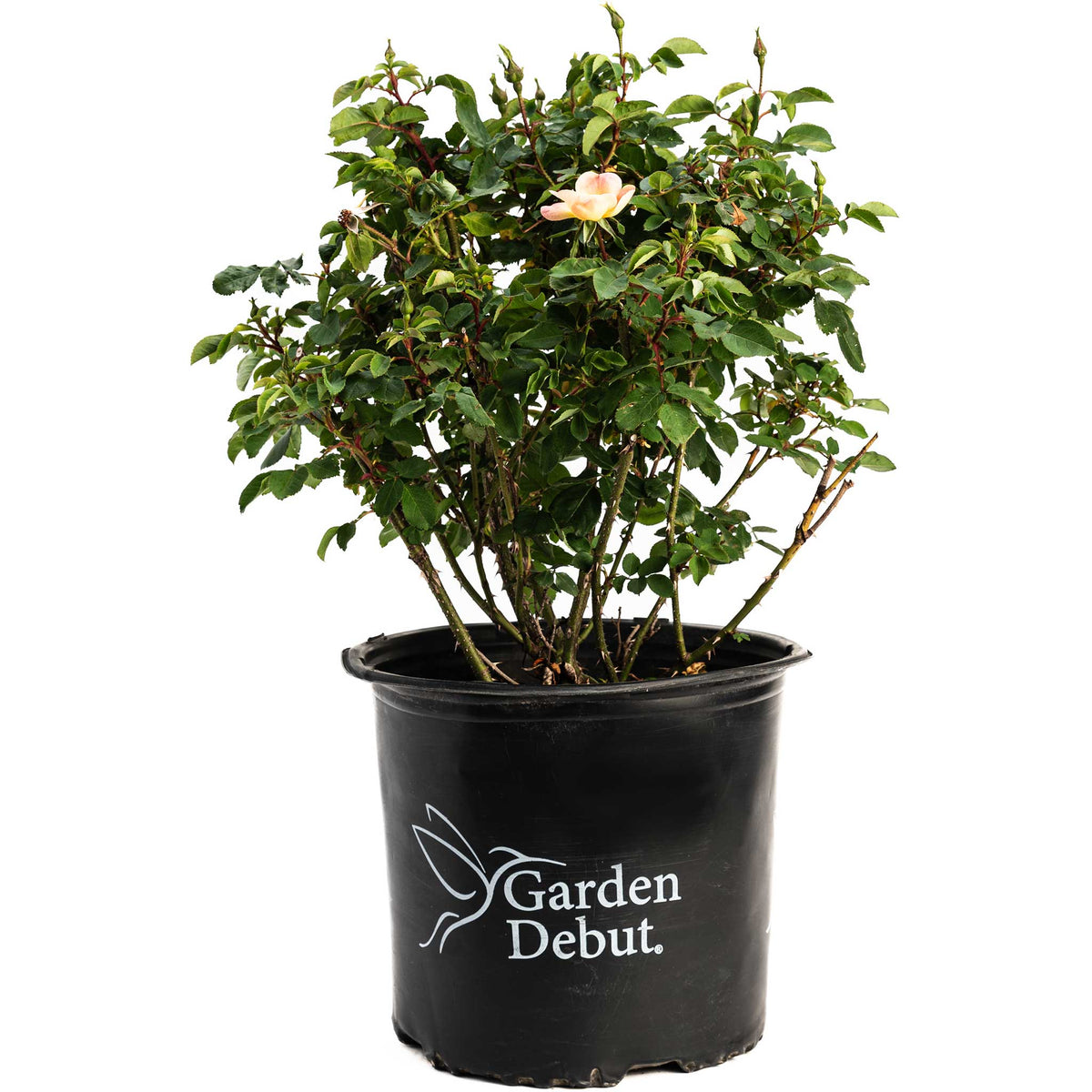 The Champion™ Sunblush Rose – Yellow-to-Pink Shrub Rose