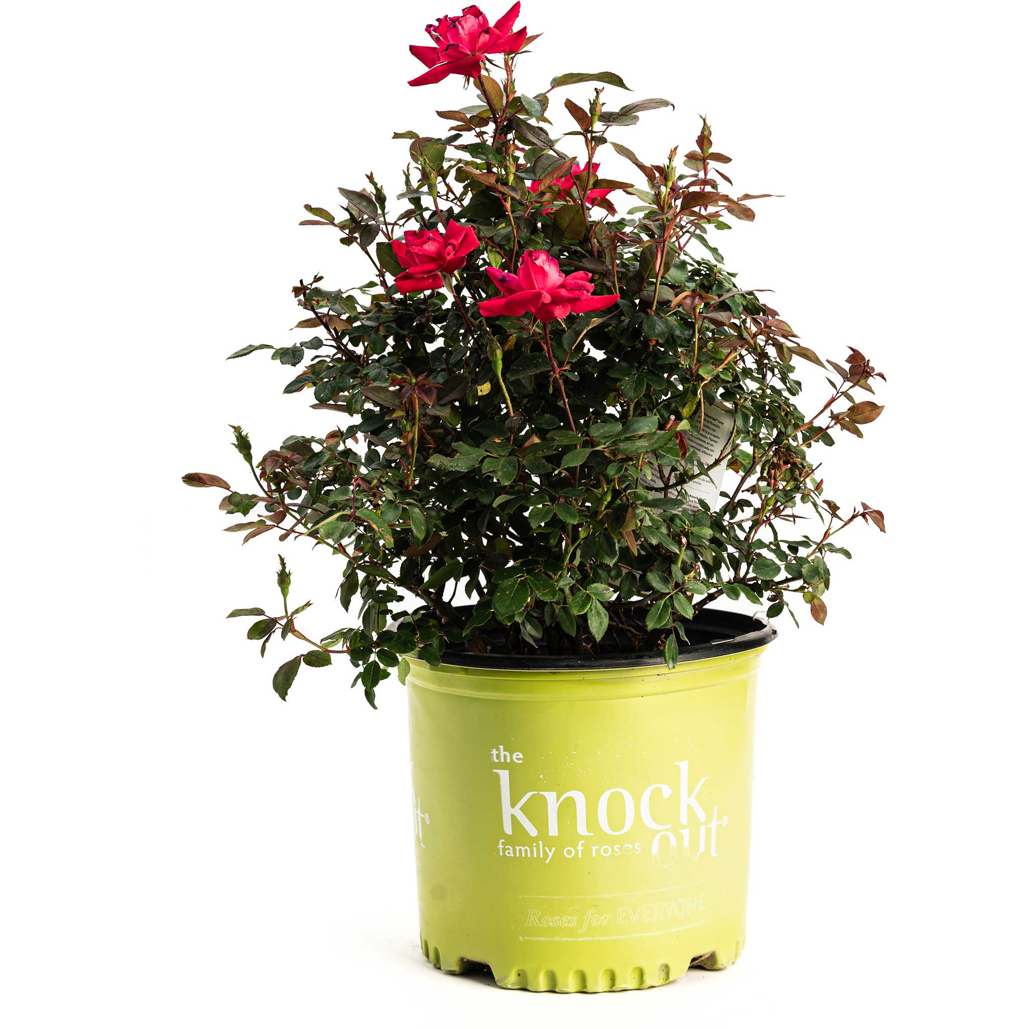Potted plant with red flowers in a green pot on a white background - Henderson Garden Supply