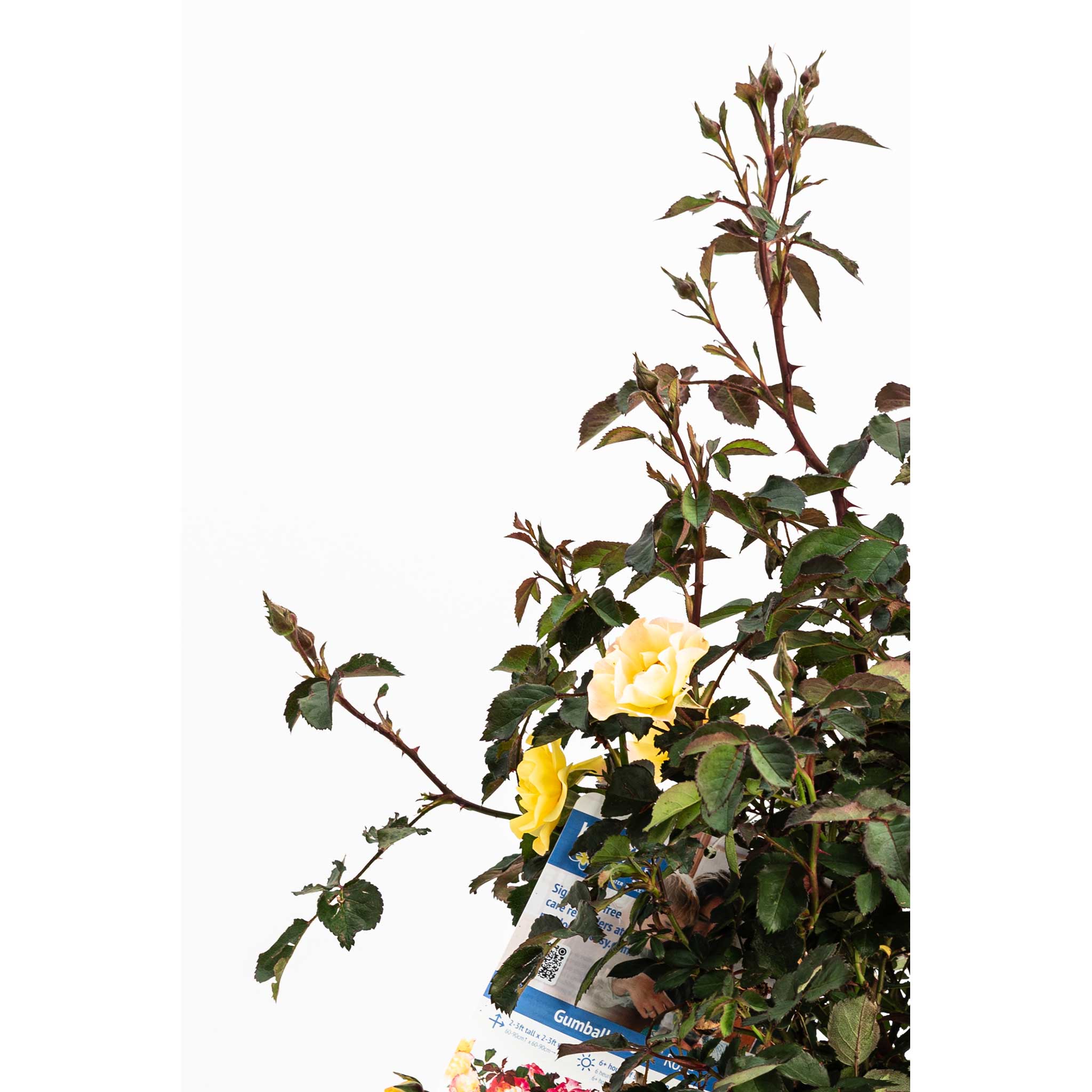 Roses - Henderson Garden Supply