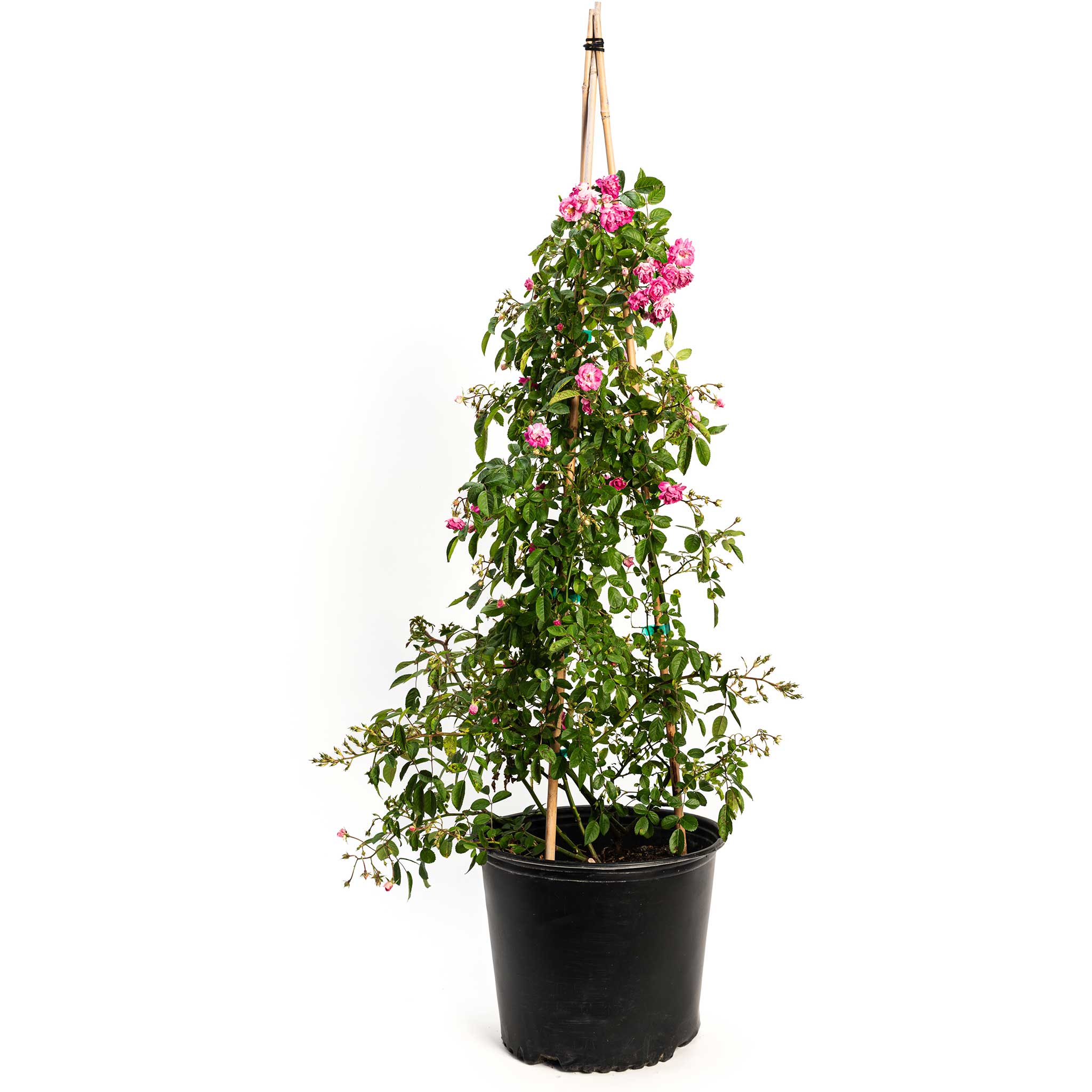Potted plant with pink flowers on a white background - climbing rose - Henderson Garden Supply