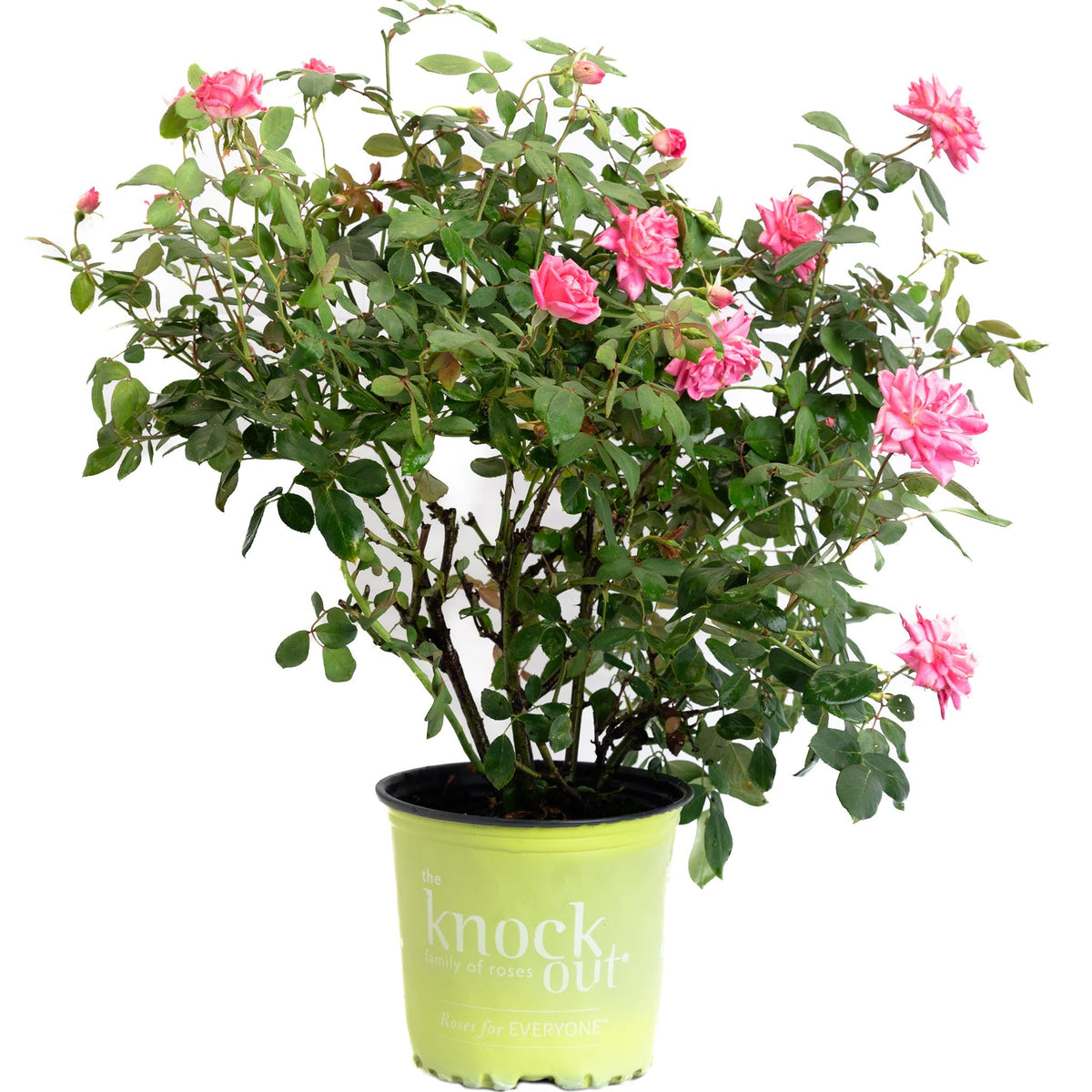 Pink Double Knock Out® Rose – Repeat-Blooming Shrub